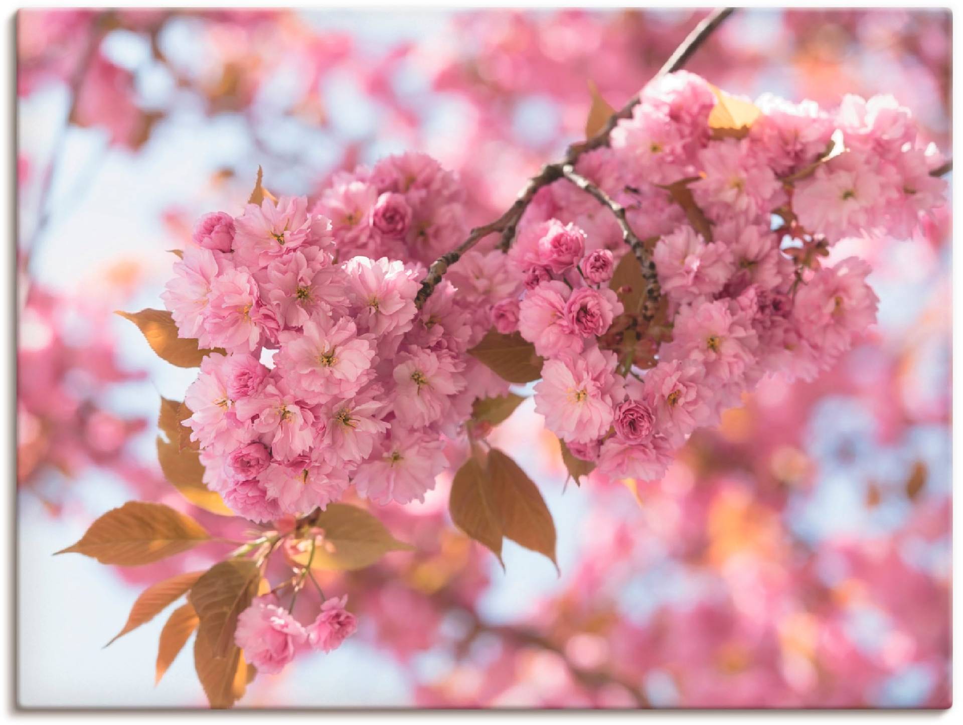 Artland Wandbild »Japanische Kirschblüte in Love I«, Blumen, (1 St.) von Artland
