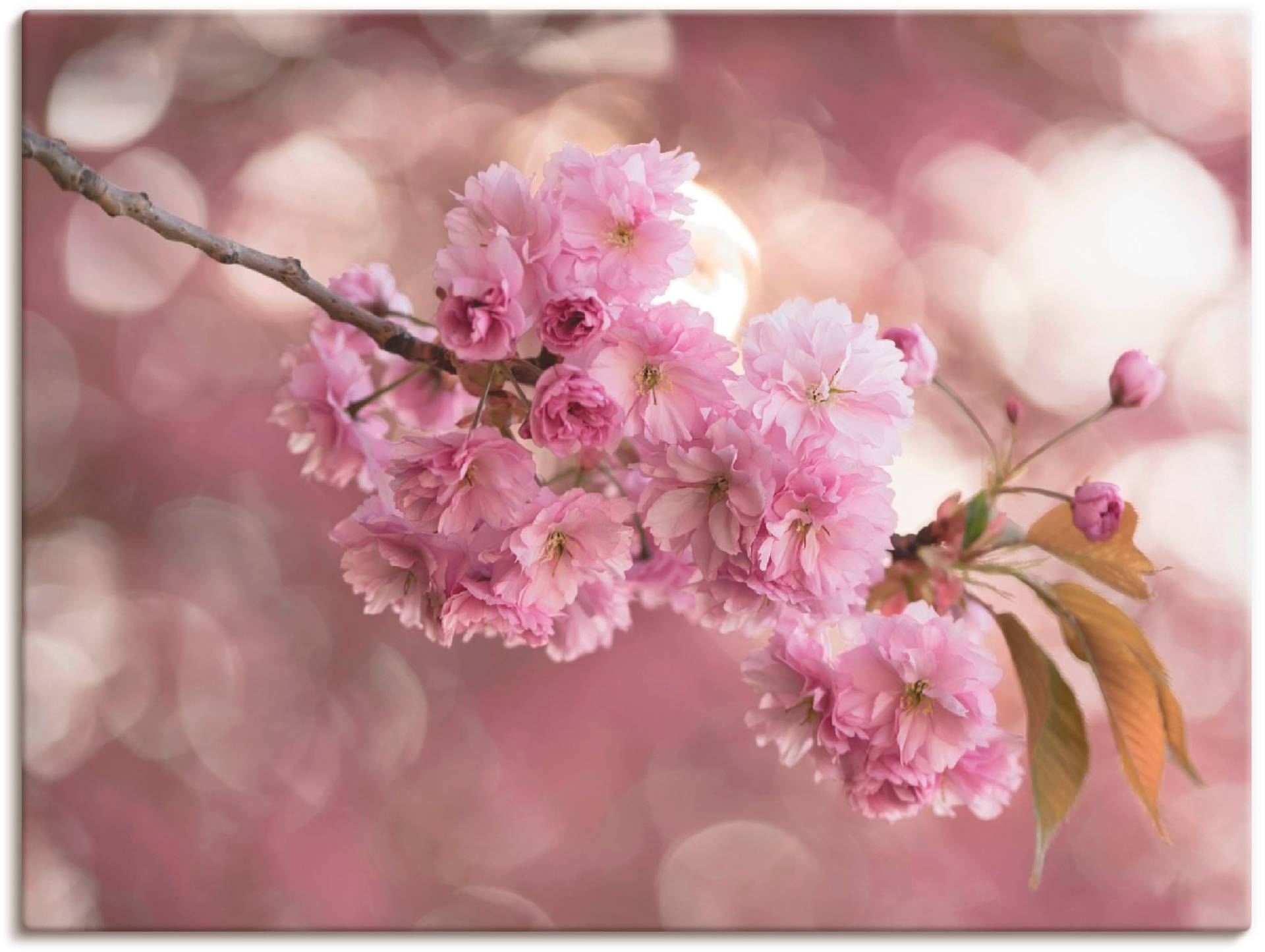 Artland Wandbild »Japanische Kirschblüte in Love III«, Blumen, (1 St.) von Artland