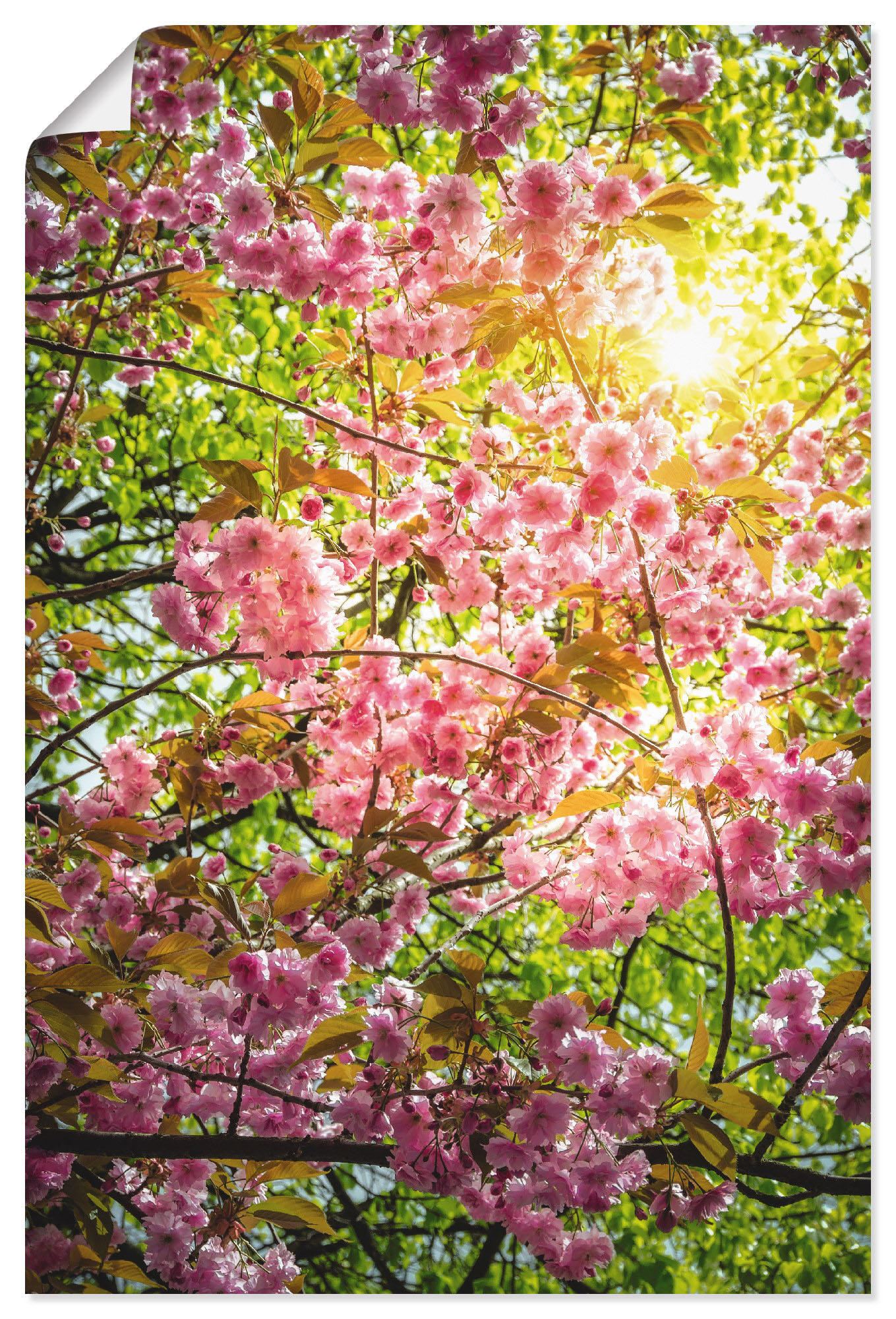 Artland Poster »Japanische Kirschblüte«, Vier Jahreszeiten, (1 St.) von Artland