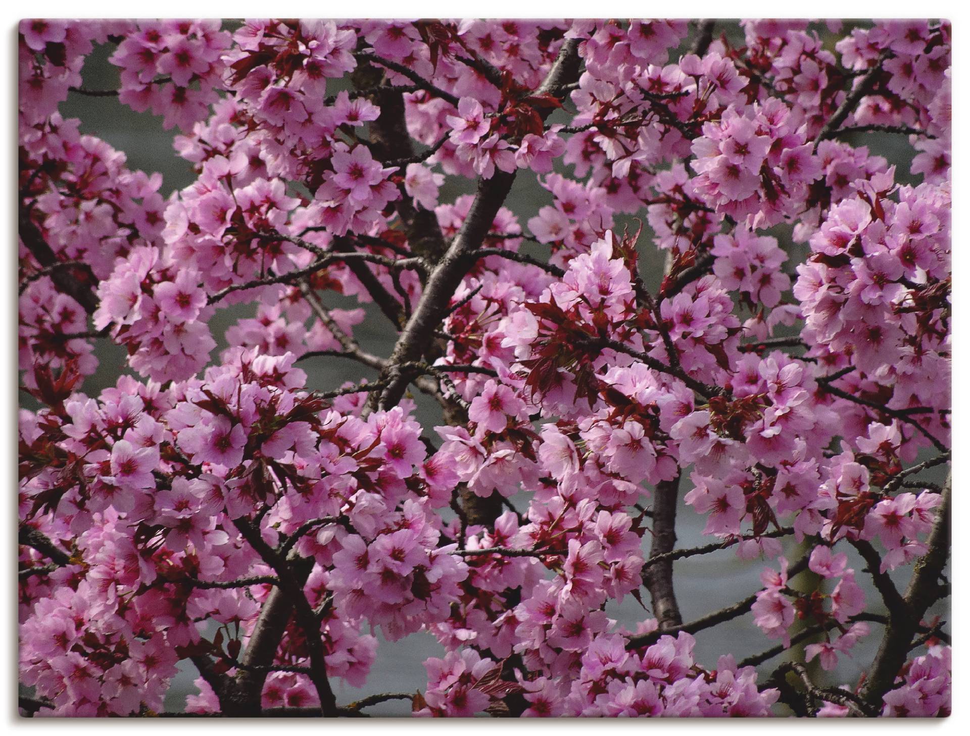 Artland Wandbild »Japanische Zierkirschen Blüte«, Bäume, (1 St.) von Artland