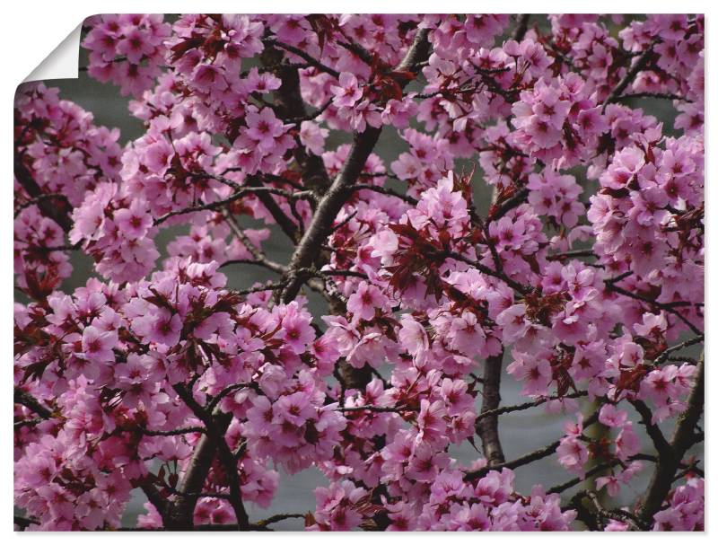 Artland Wandbild »Japanische Zierkirschen Blüte«, Bäume, (1 St.) von Artland