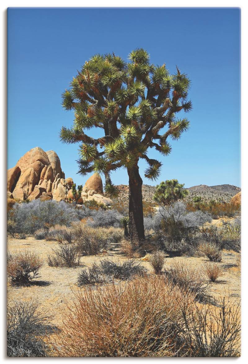 Artland Leinwandbild »Joshua Tree in der Mojave Wüste III«, Wüste, (1 St.), auf Keilrahmen gespannt von Artland