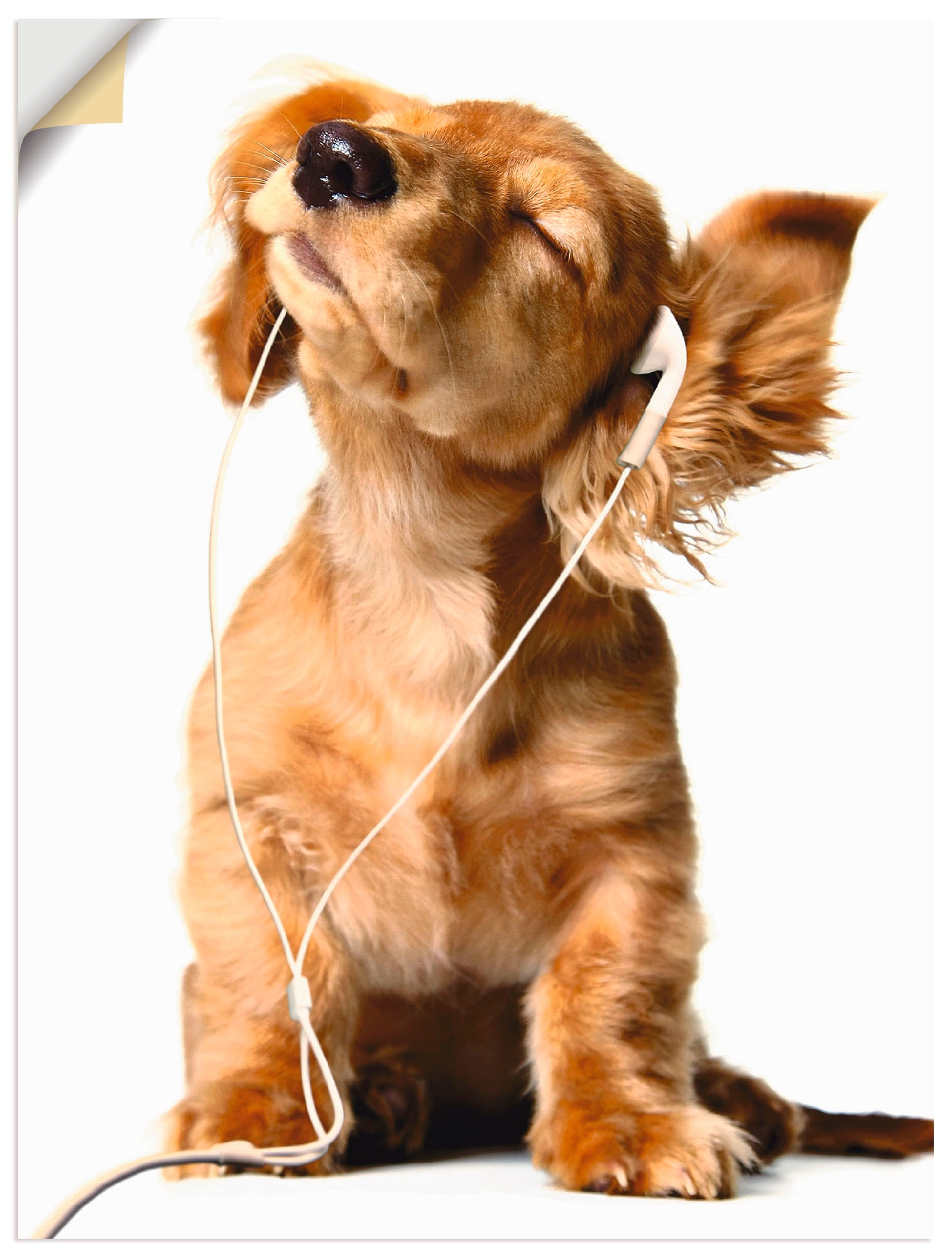 Artland Wandbild »Junger Hund hört Musik über Kopfhörer«, Haustiere, (1 St.) von Artland