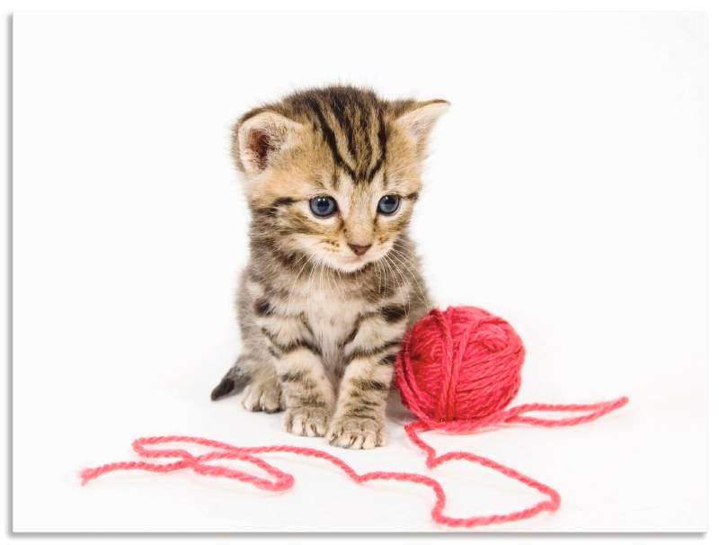 Artland Wandbild »Kätzchen mit rotem Garnball«, Haustiere, (1 St.), als Alubild, Outdoorbild, Poster, Wandaufkleber in verschied. Grössen von Artland