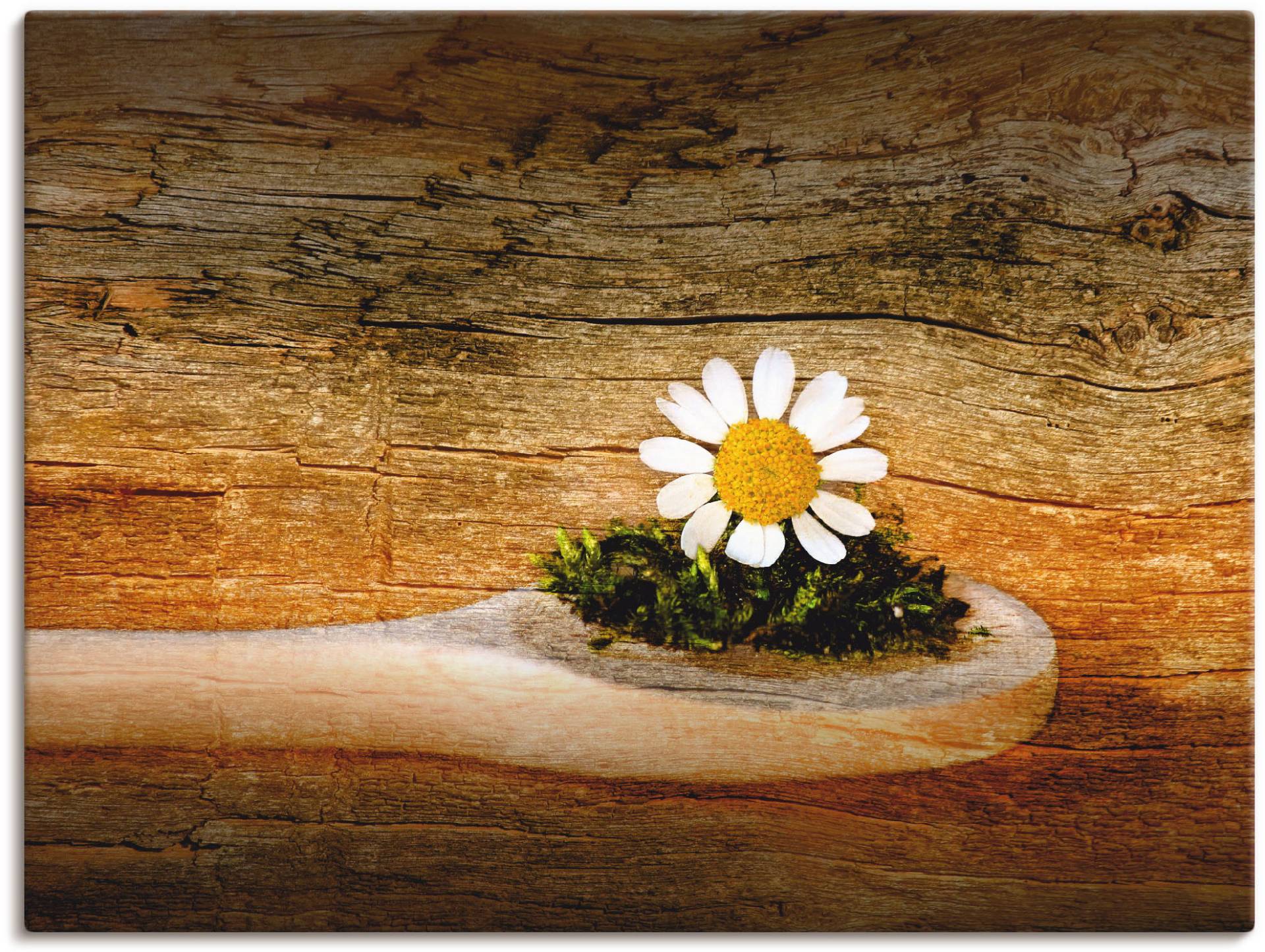 Artland Wandbild »Kamille«, Blumen, (1 St.) von Artland