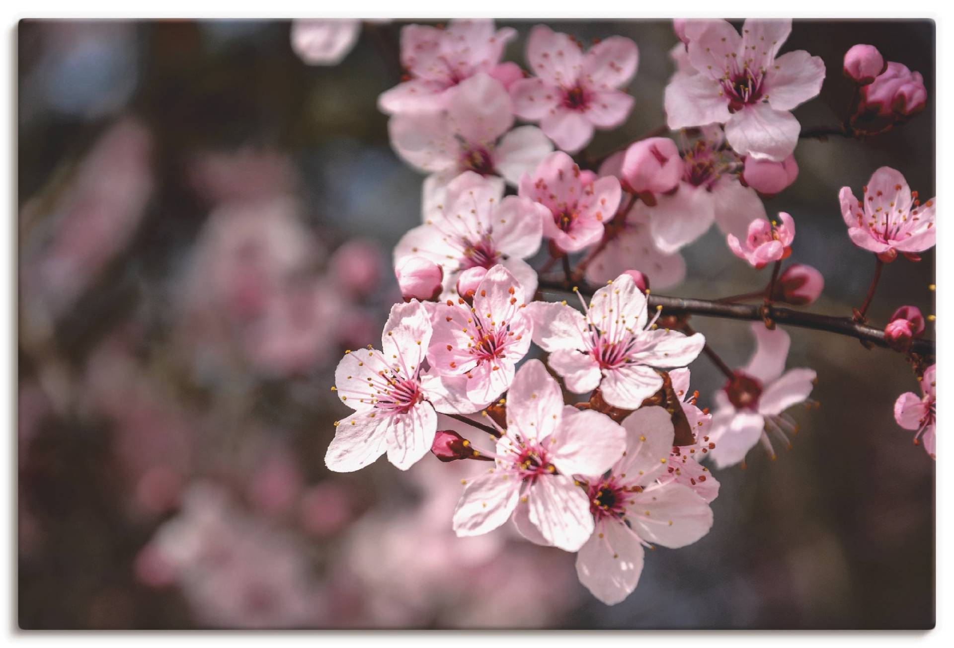 Artland Leinwandbild »Kirschblüten Nahaufnahme im Sonnenlicht«, Blumen, (1 St.) von Artland