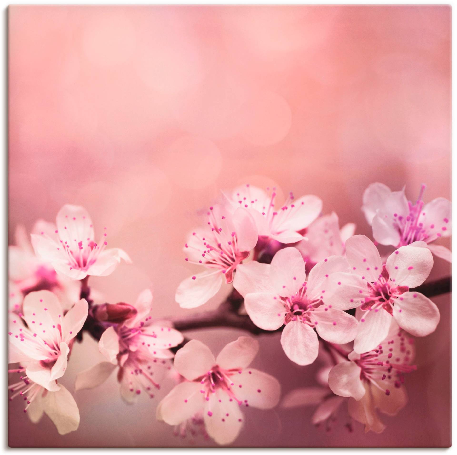 Artland Wandbild »Kirschblüten«, Blumen, (1 St.) von Artland