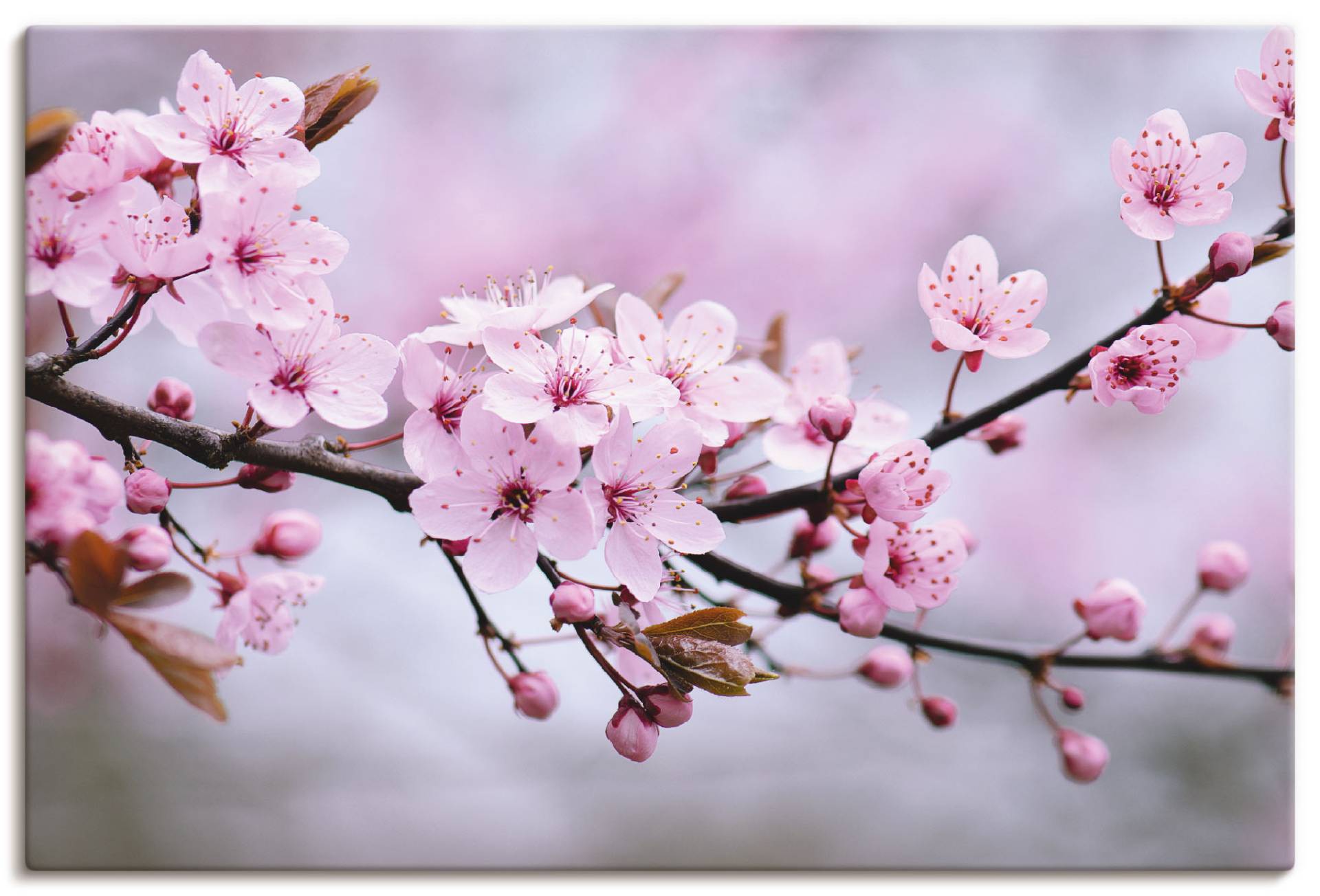 Artland Wandbild »Kirschblüten«, Blumen, (1 St.) von Artland