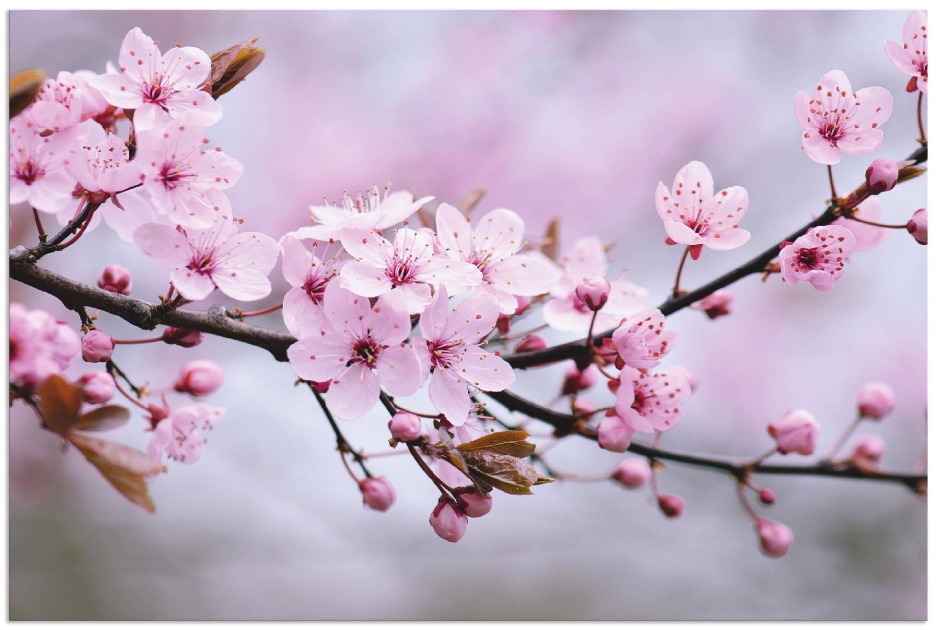 Artland Wandbild »Kirschblüten«, Blumen, (1 St.), als Alubild, Outdoorbild, Leinwandbild, Poster, Wandaufkleber Artland Wandbild »Kirschblüten«, Blumen, (1 St.), als Alubild, Outdoorbild, Leinwandbild, Poster, Wandaufkleber von Artland