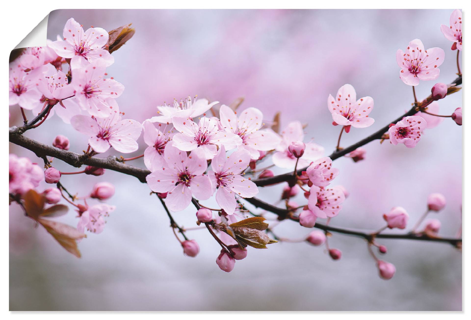 Artland Wandbild »Kirschblüten«, Blumen, (1 St.) von Artland