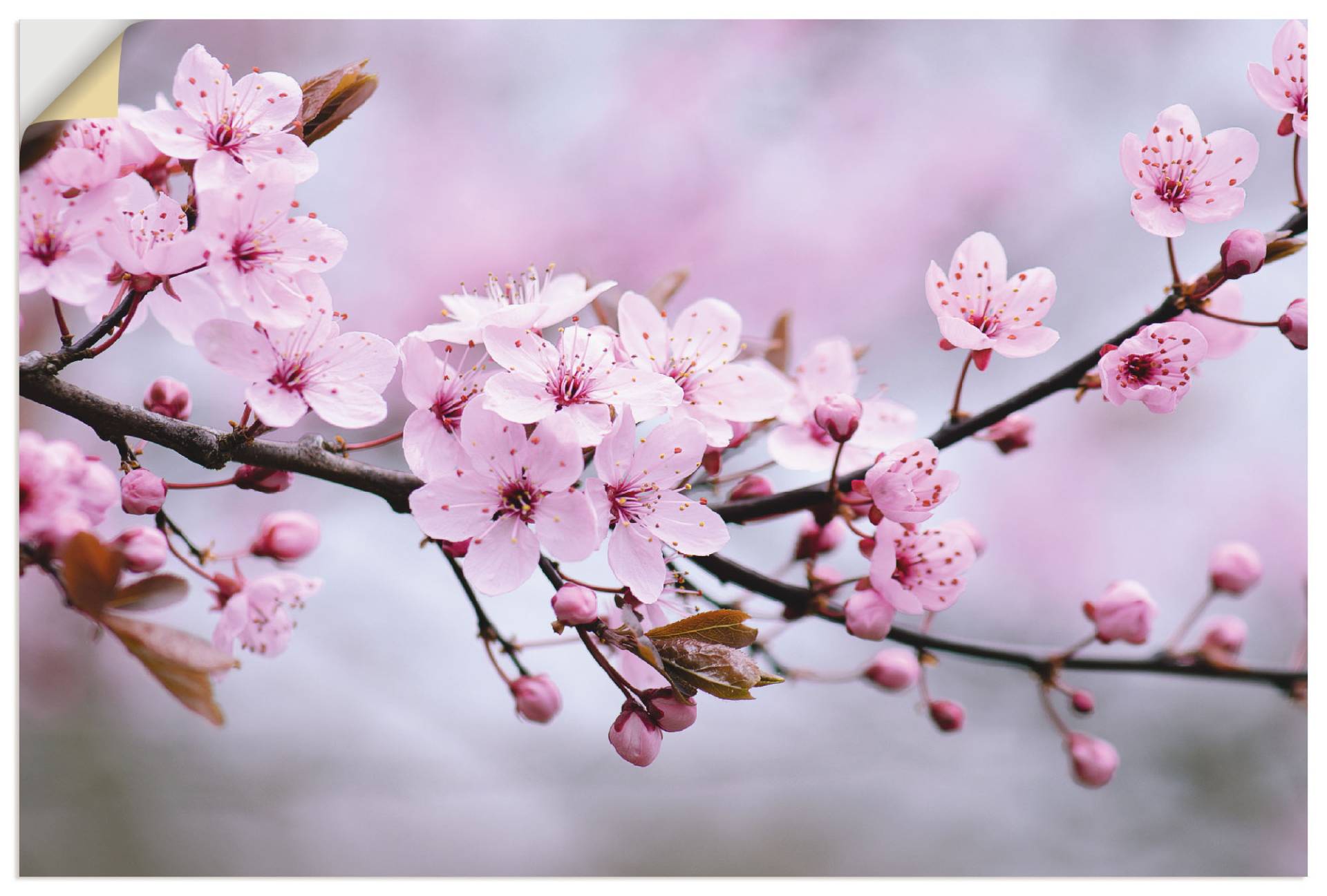 Artland Wandbild »Kirschblüten«, Blumen, (1 St.), als Alubild, Outdoorbild, Leinwandbild, Poster, Wandaufkleber Artland Wandbild »Kirschblüten«, Blumen, (1 St.), als Alubild, Outdoorbild, Leinwandbild, Poster, Wandaufkleber von Artland