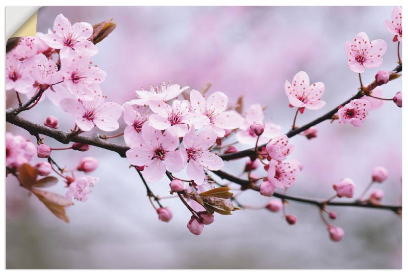 Artland Wandbild »Kirschblüten«, Blumen, (1 St.) von Artland