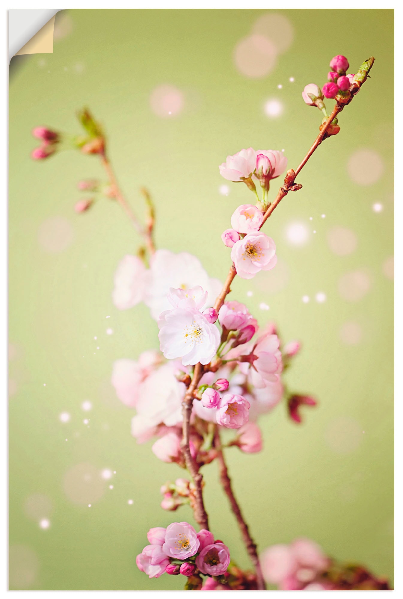 Artland Wandbild »Kirschblütenzweig«, Blumen, (1 St.) von Artland