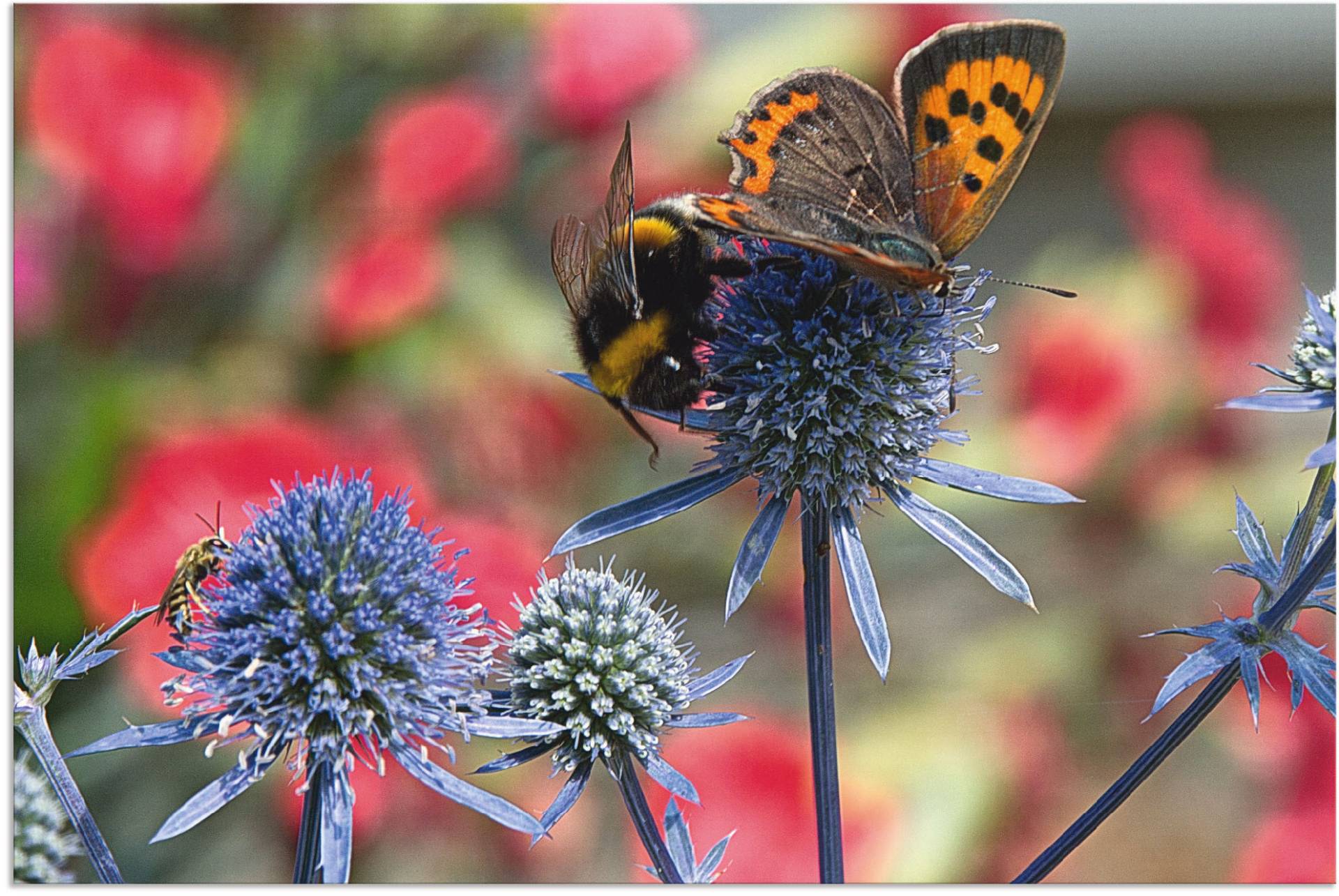 Artland Wandbild »Kleiner Feuerfalter und Hummel«, Insekten, (1 St.), als Alubild, Outdoorbild, Leinwandbild, Wandaufkleber, versch. Grössen von Artland
