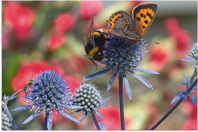Artland Wandbild »Kleiner Feuerfalter und Hummel«, Insekten, (1 St.), als Alubild, Outdoorbild, Leinwandbild, Wandaufkleber, versch. Grössen von Artland