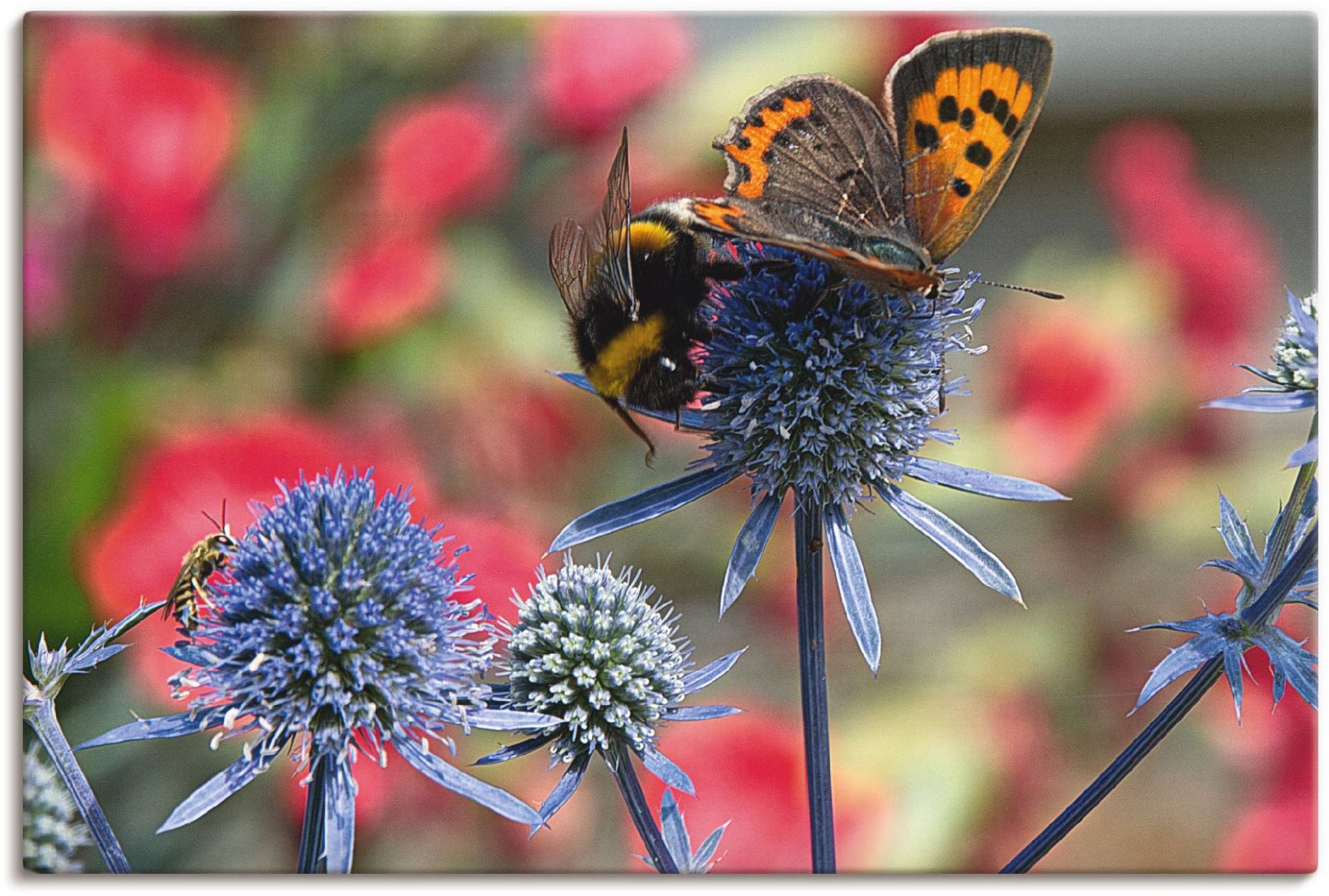 Artland Wandbild »Kleiner Feuerfalter und Hummel«, Insekten, (1 St.), als Alubild, Outdoorbild, Leinwandbild, Wandaufkleber, versch. Grössen Artland Wandbild »Kleiner Feuerfalter und Hummel«, Insekten, (1 St.), als Alubild, Outdoorbild, Leinwandbild, Wandaufkleber, versch. Grössen von Artland
