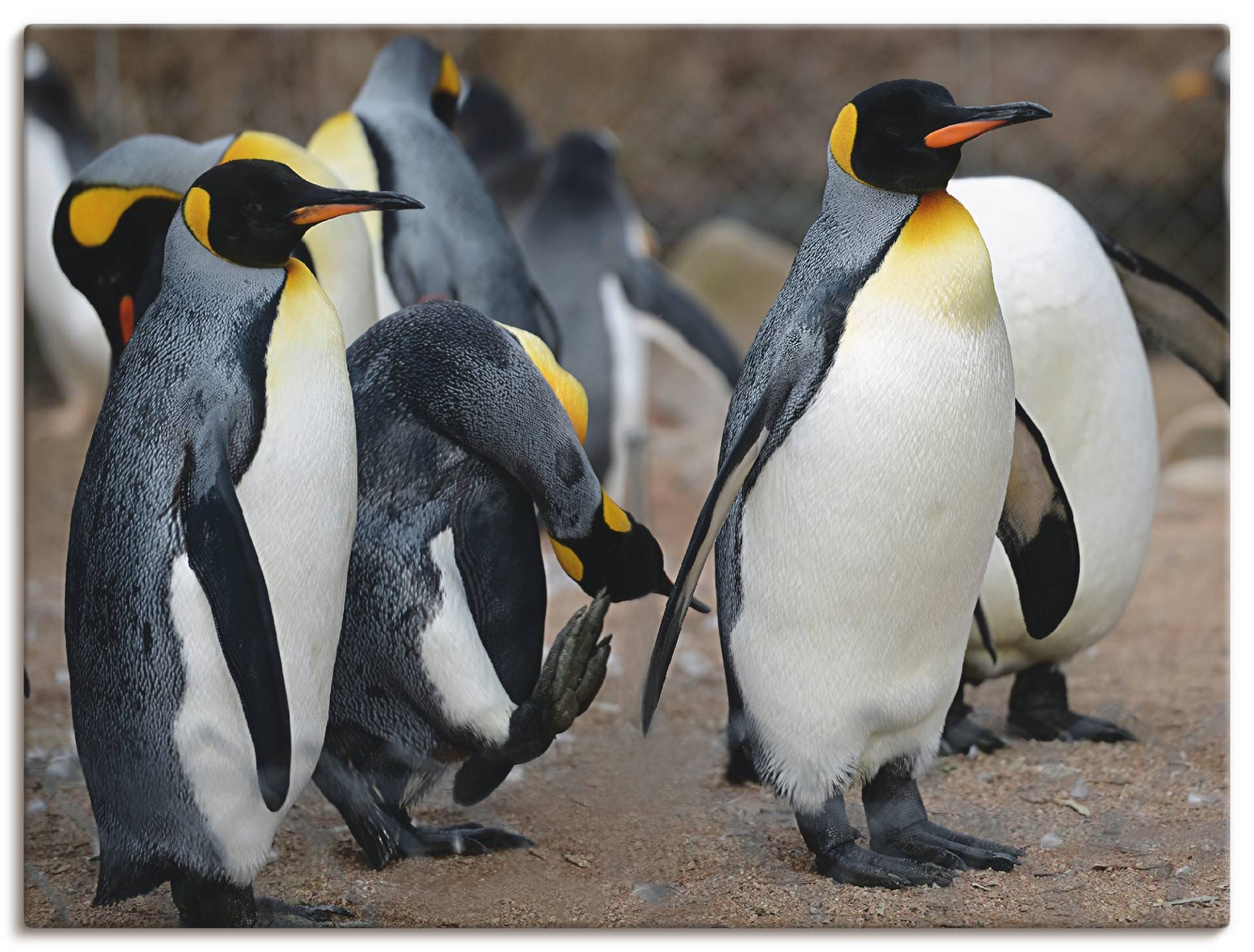 Artland Wandbild »Königspinguin«, Vögel, (1 St.) von Artland