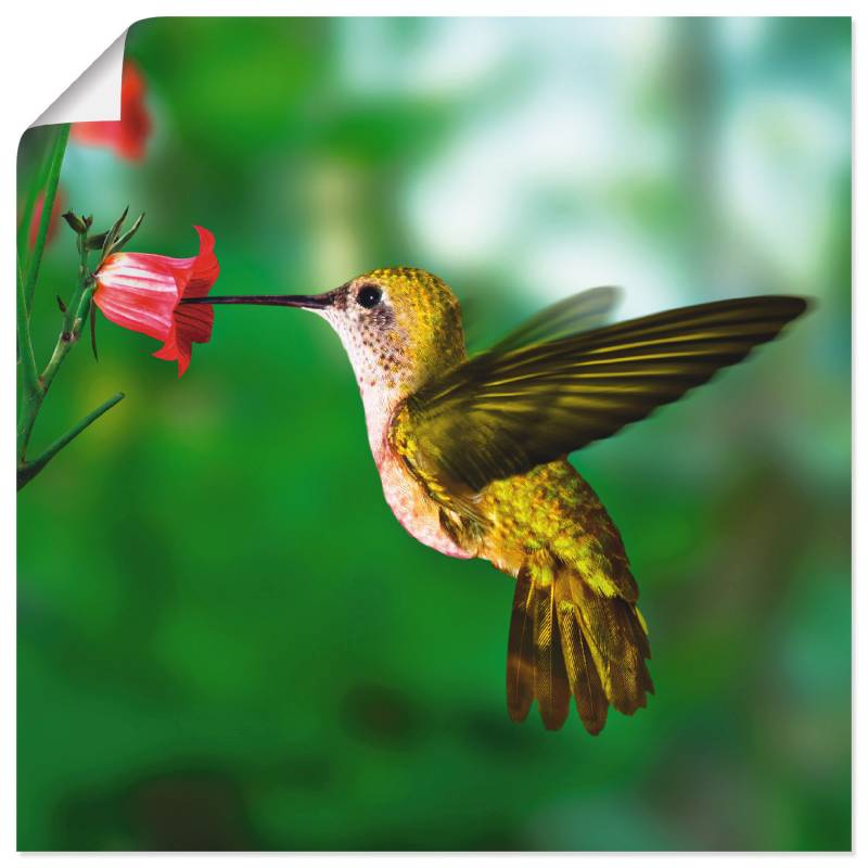 Artland Wandbild »Kolibri«, Vögel, (1 St.), als Alubild, Outdoorbild, Leinwandbild, Poster in verschied. Grössen von Artland