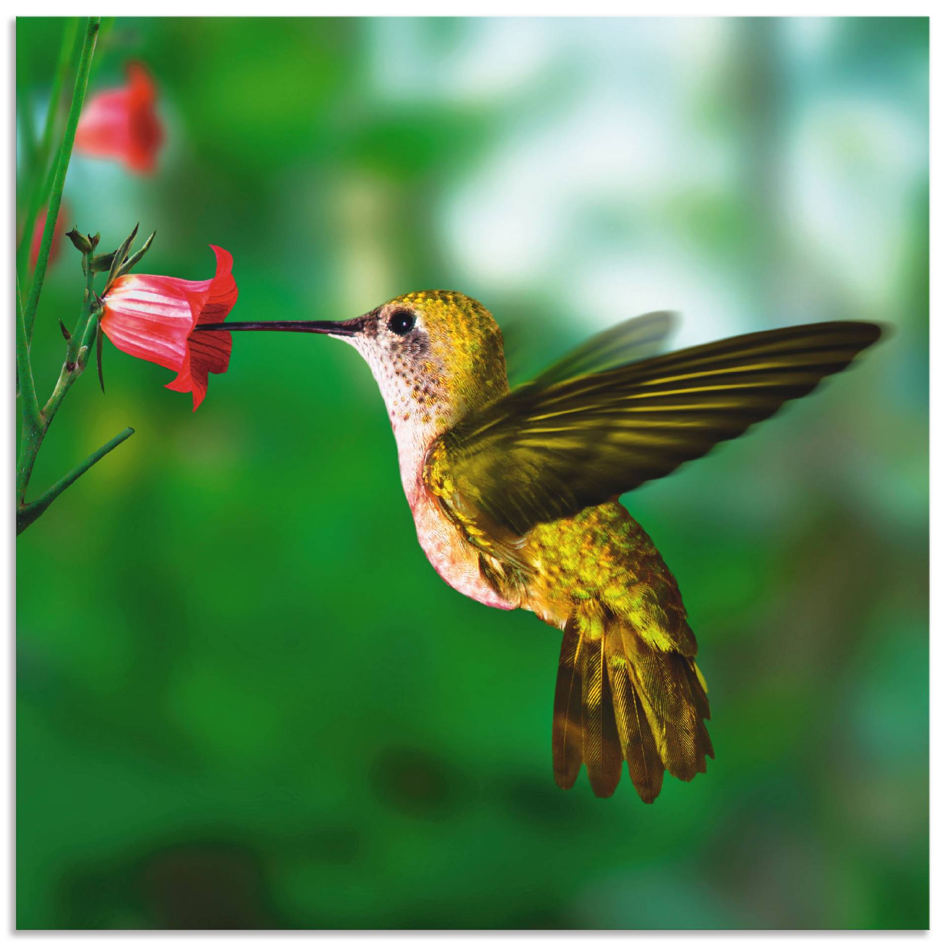 Artland Wandbild »Kolibri«, Vögel, (1 St.), als Alubild, Outdoorbild, Leinwandbild, Poster in verschied. Grössen Artland Wandbild »Kolibri«, Vögel, (1 St.), als Alubild, Outdoorbild, Leinwandbild, Poster in verschied. Grössen von Artland