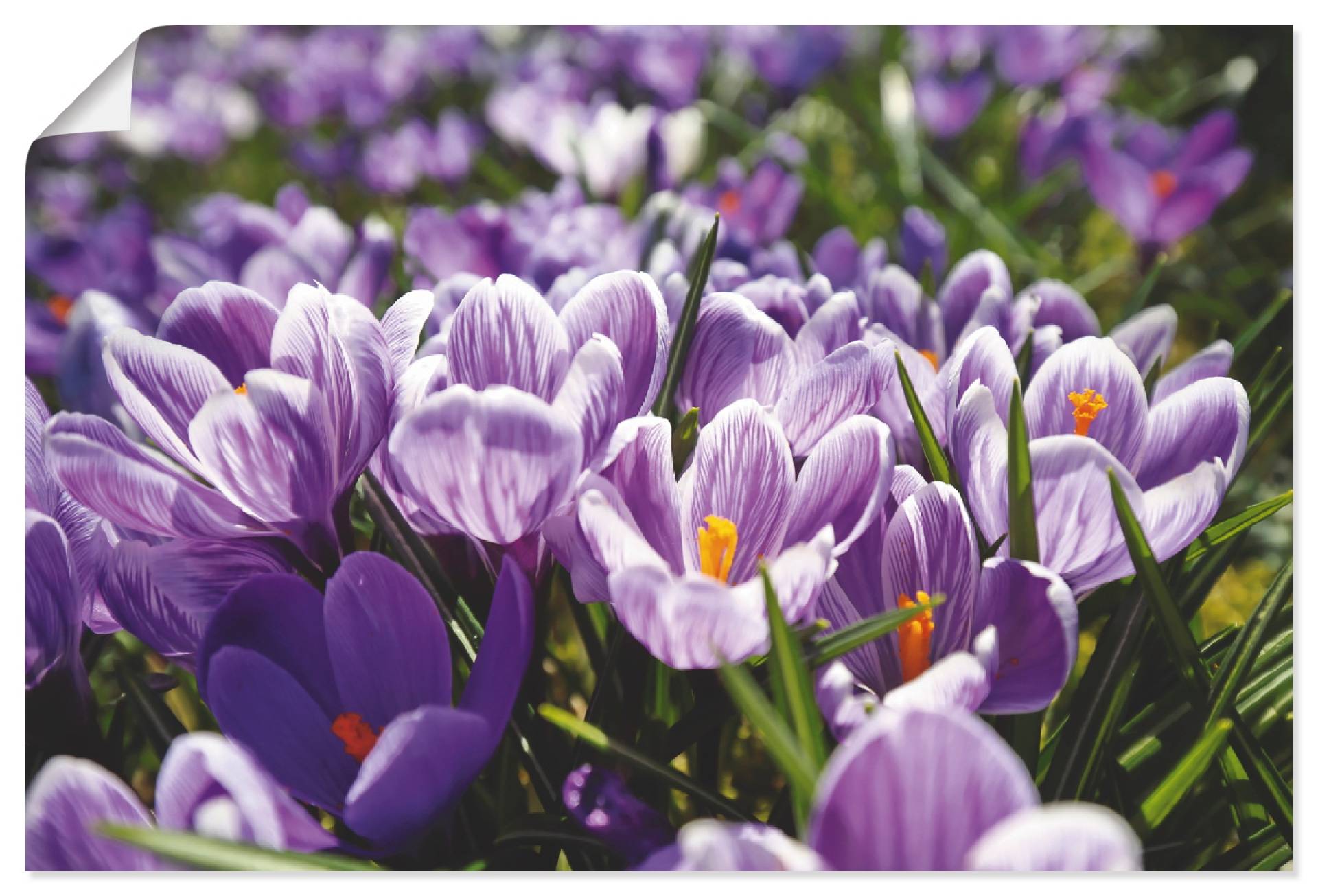 Artland Wandbild »Krokusblumenwiese«, Blumenwiese, (1 St.), als Alubild, Leinwandbild, Wandaufkleber oder Poster in versch. Grössen von Artland