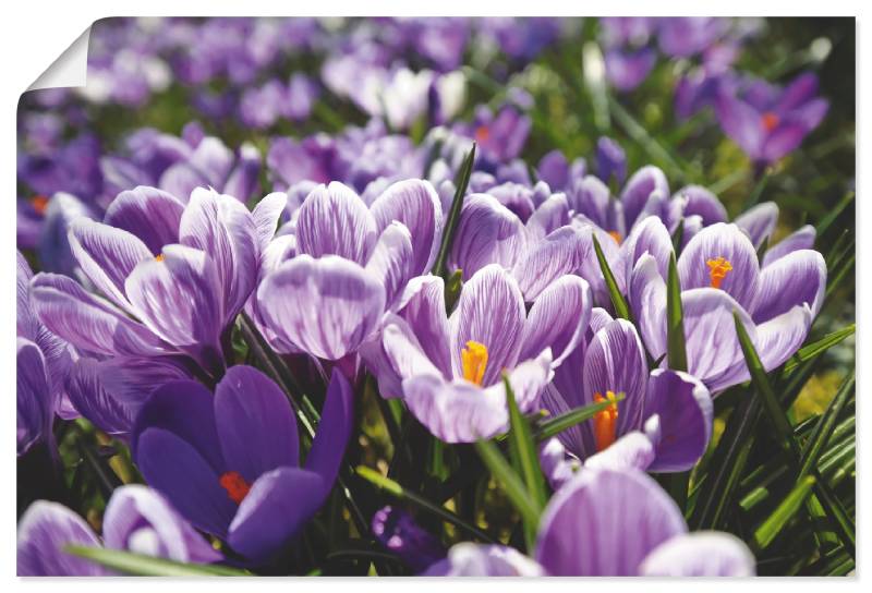 Artland Wandbild »Krokusblumenwiese«, Blumenwiese, (1 St.), als Alubild, Leinwandbild, Wandaufkleber oder Poster in versch. Grössen von Artland
