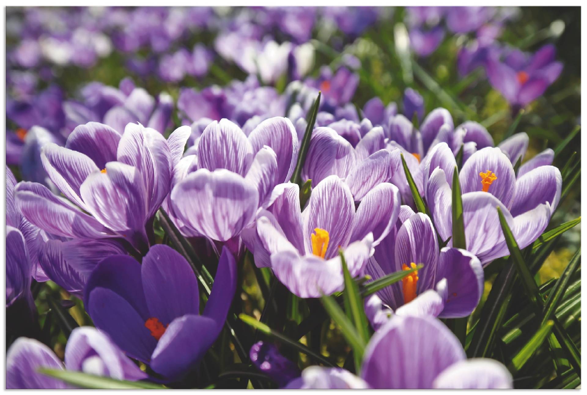 Artland Wandbild »Krokusblumenwiese«, Blumenwiese, (1 St.), als Alubild, Leinwandbild, Wandaufkleber oder Poster in versch. Grössen von Artland