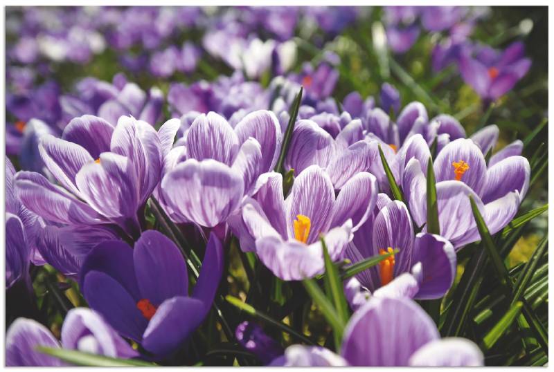Artland Wandbild »Krokusblumenwiese«, Blumenwiese, (1 St.), als Alubild, Leinwandbild, Wandaufkleber oder Poster in versch. Grössen von Artland
