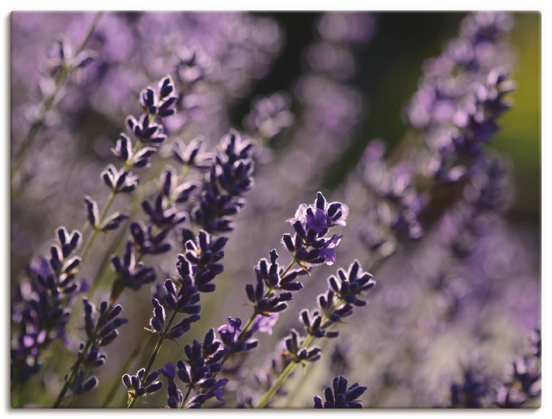 Artland Wandbild »Lavendel«, Blumen, (1 St.) von Artland