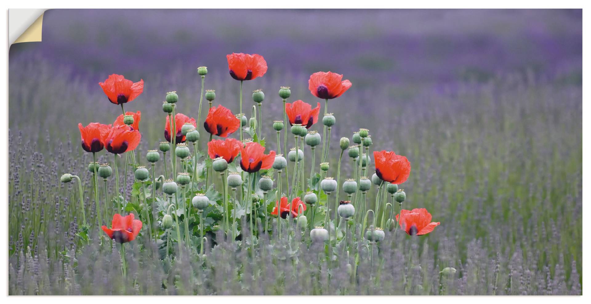 Artland Wandbild »Lavendelfarm in Sequim - Mohnblumen«, Blumenwiese, (1 St.) von Artland