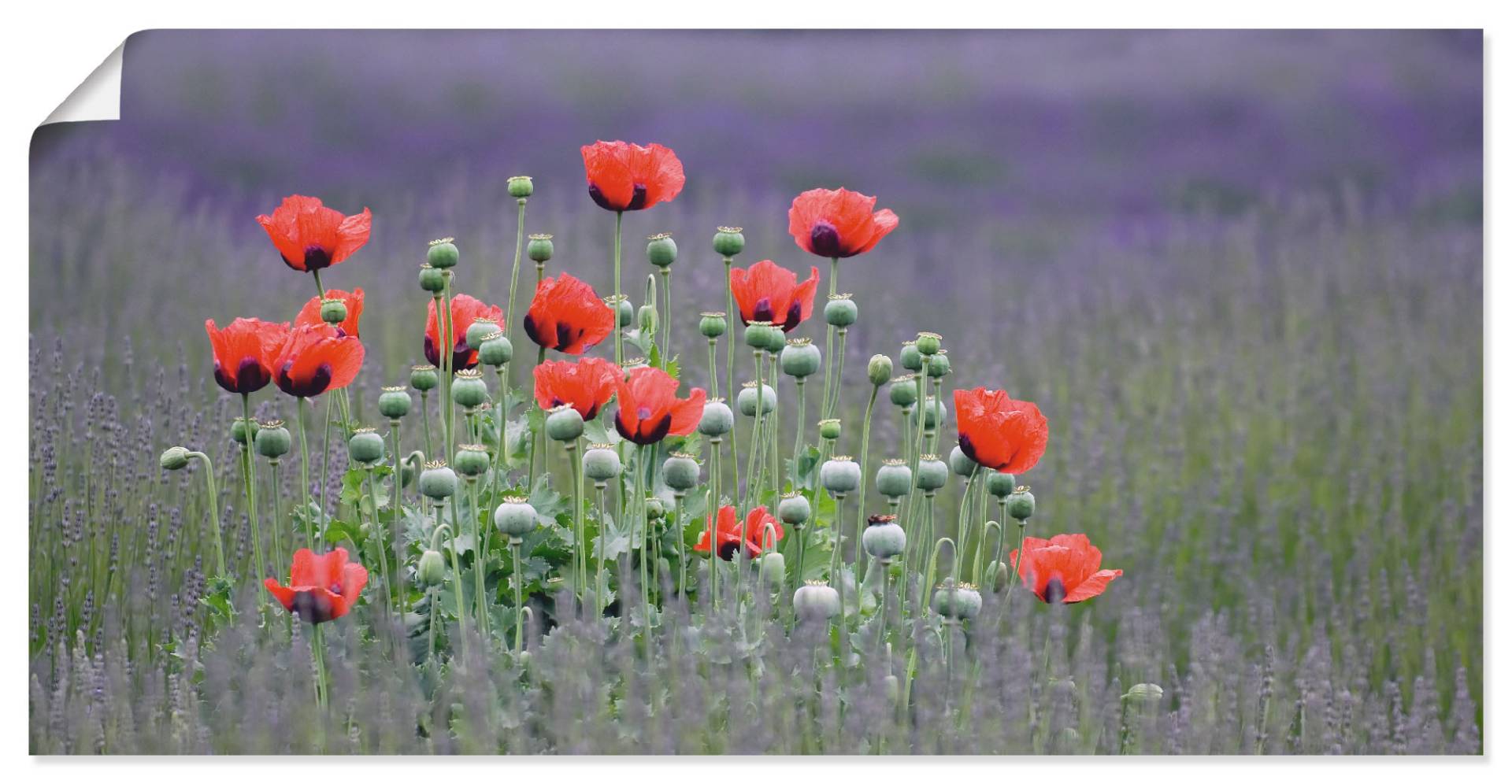 Artland Wandbild »Lavendelfarm in Sequim - Mohnblumen«, Blumenwiese, (1 St.) von Artland