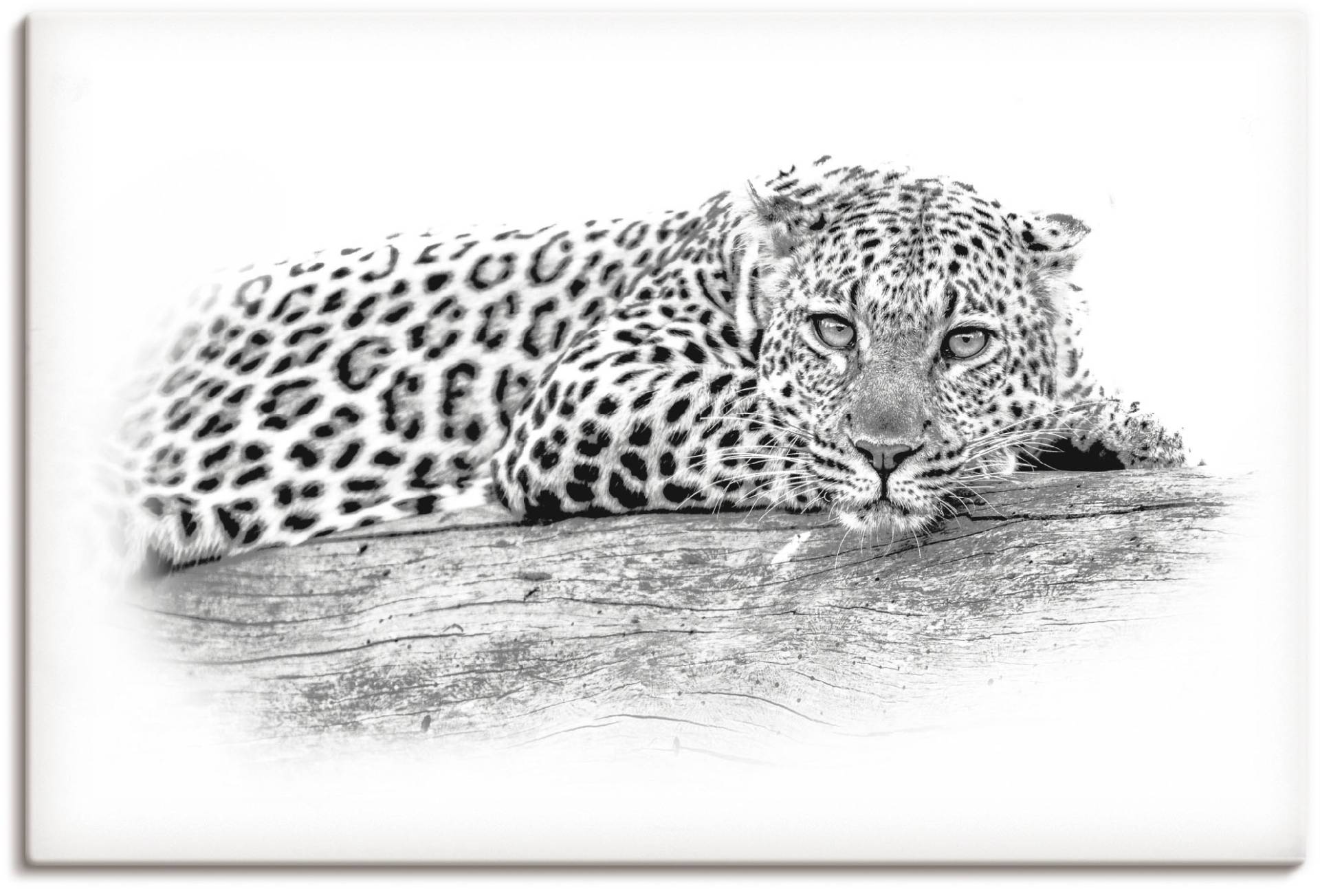 Artland Wandbild »Leopard High Key Optik«, Wildtiere, (1 St.), als Alubild, Leinwandbild, Wandaufkleber oder Poster in versch. Grössen von Artland
