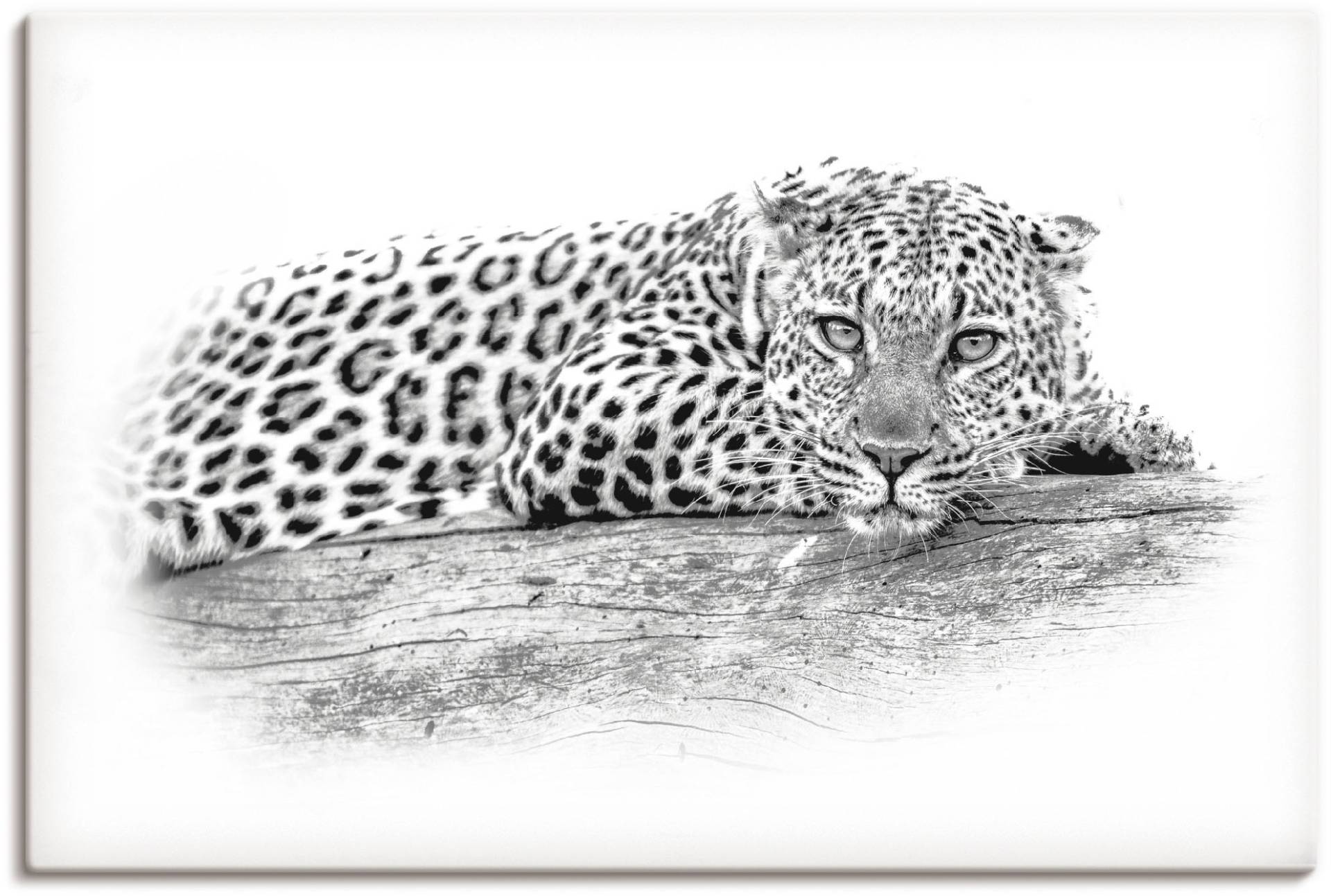 Artland Wandbild »Leopard High Key Optik«, Wildtiere, (1 St.) von Artland