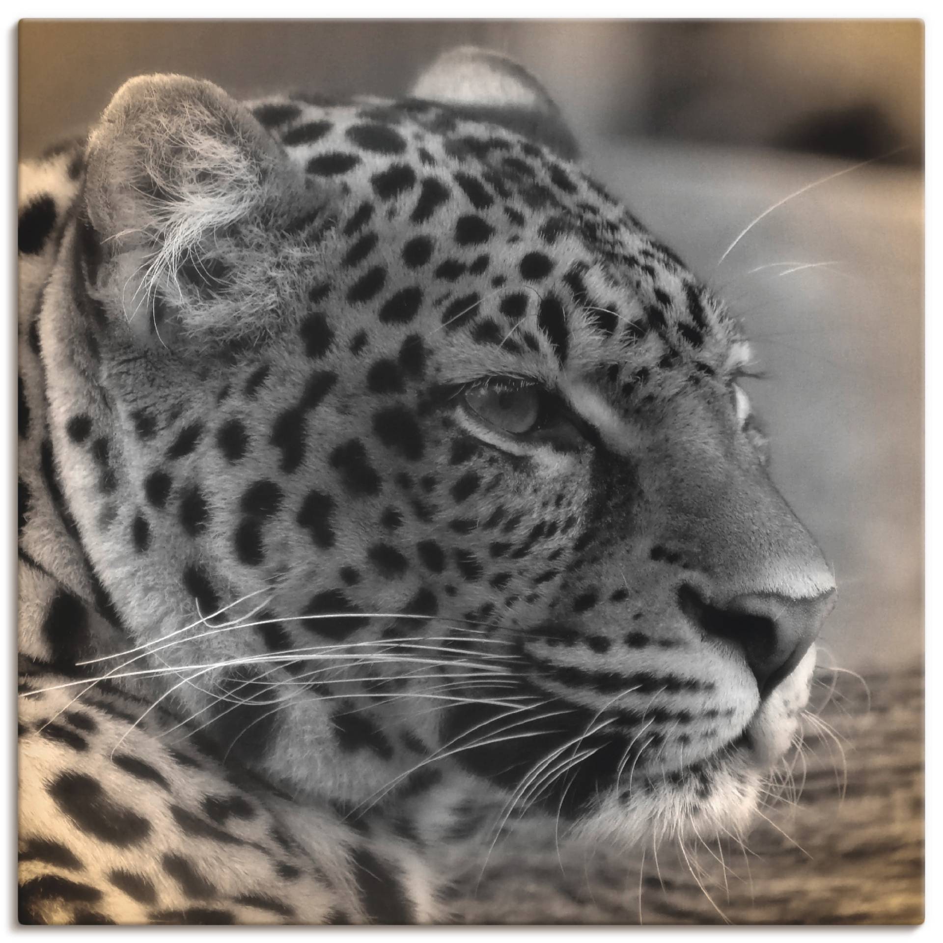 Artland Leinwandbild »Leopard Profil«, Wildtiere, (1 St.) von Artland