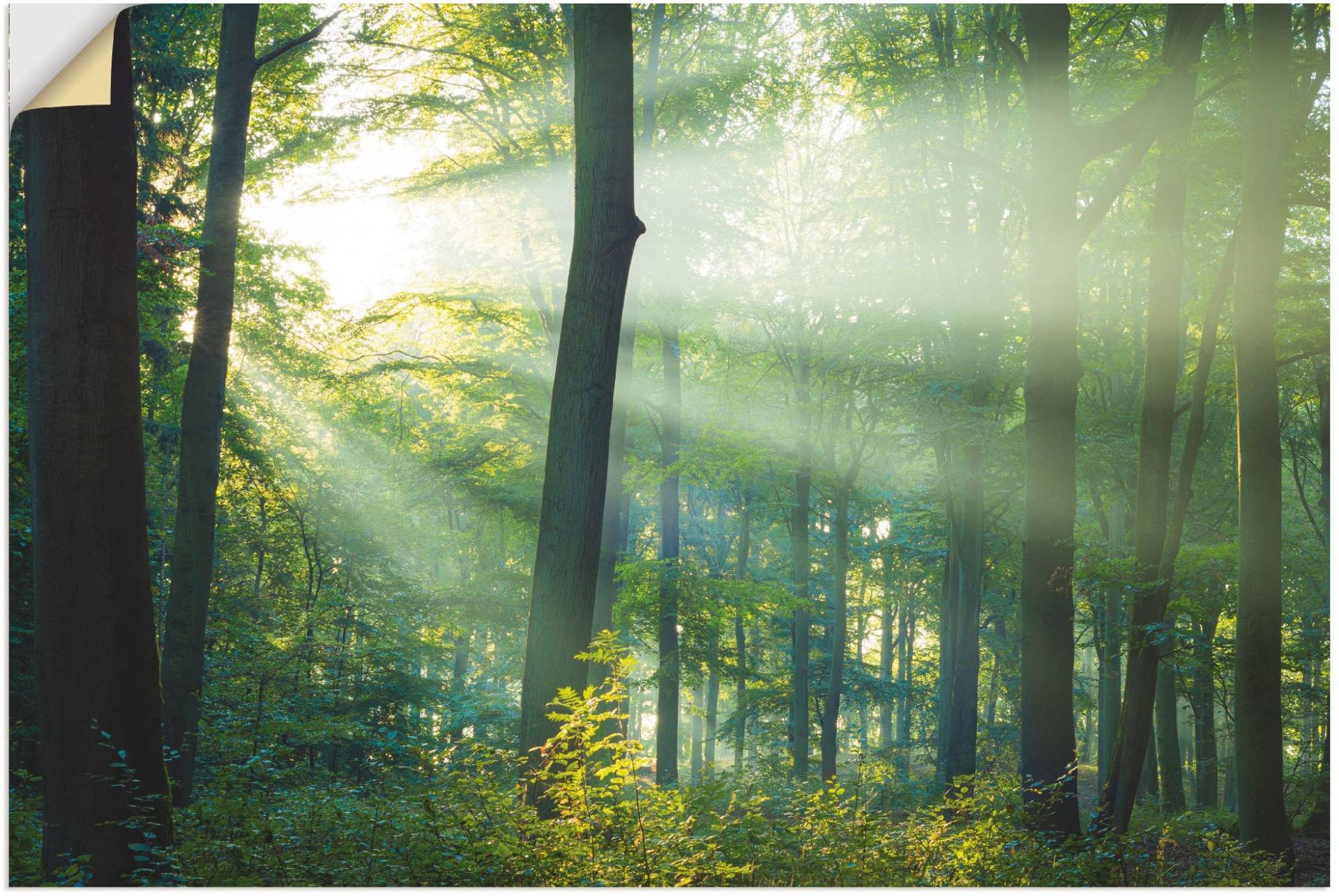 Artland Wandfolie »Licht im Wald«, Waldbilder, (1 St.) von Artland