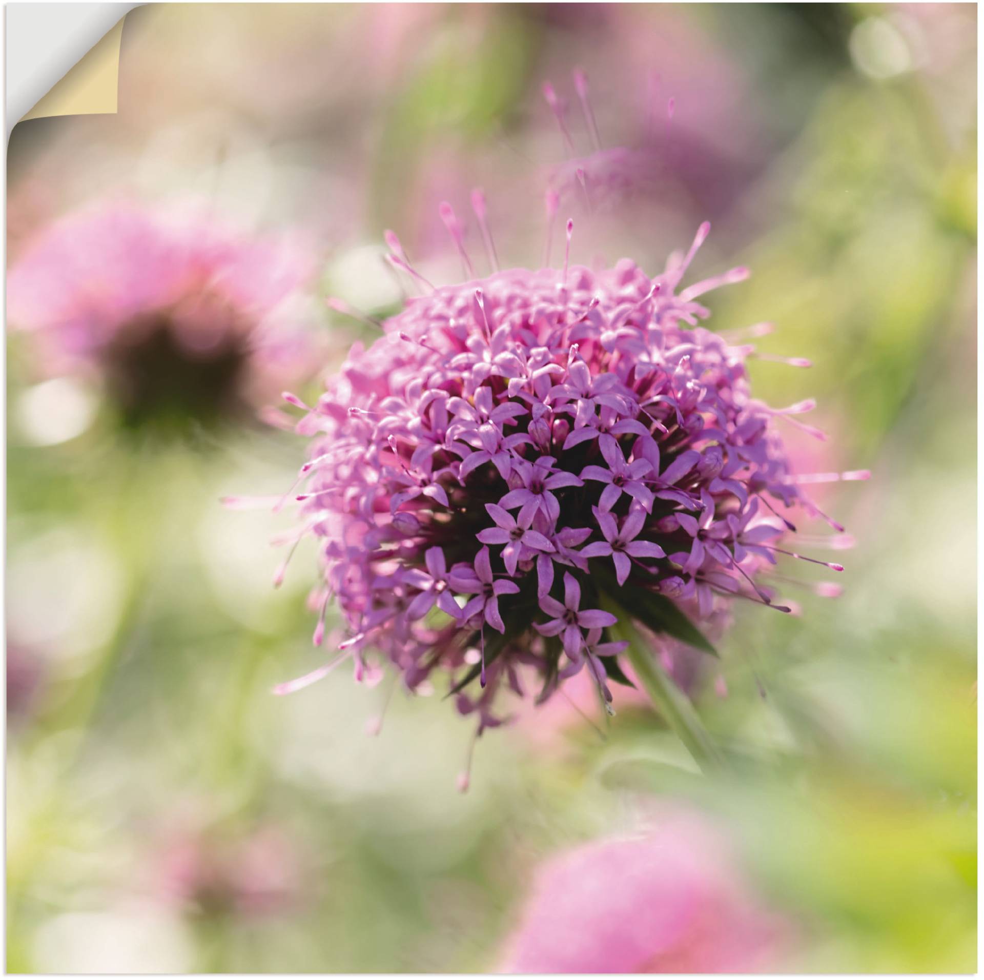 Artland Wandbild »Lila Blüte im Gegenlicht«, Blumen, (1 St.), als Leinwandbild, Wandaufkleber in verschied. Grössen Artland Wandbild »Lila Blüte im Gegenlicht«, Blumen, (1 St.), als Leinwandbild, Wandaufkleber in verschied. Grössen von Artland