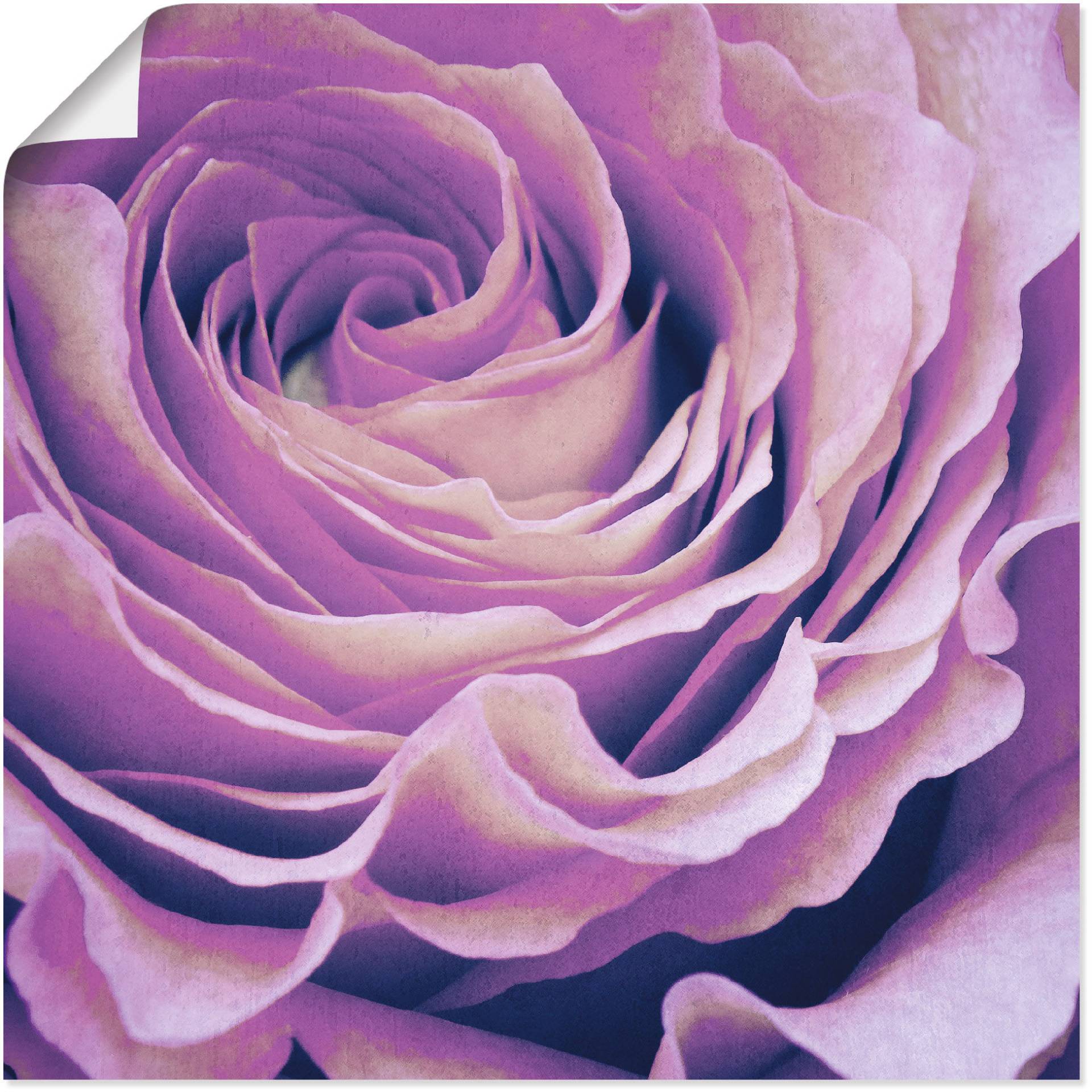 Artland Wandbild »Lila Rose«, Blumen, (1 St.) von Artland