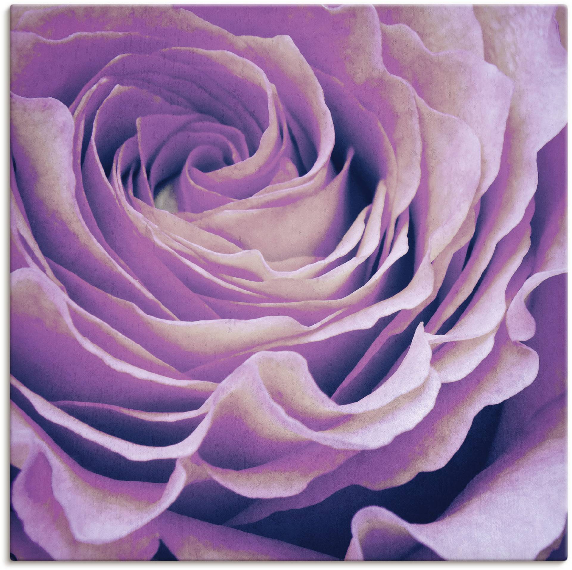 Artland Wandbild »Lila Rose«, Blumen, (1 St.) von Artland