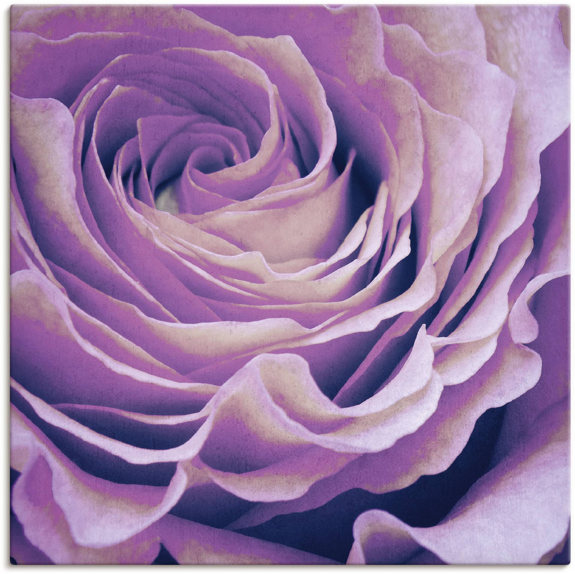 Artland Wandbild »Lila Rose«, Blumen, (1 St.), als Leinwandbild, Poster in verschied. Grössen Artland Wandbild »Lila Rose«, Blumen, (1 St.), als Leinwandbild, Poster in verschied. Grössen von Artland