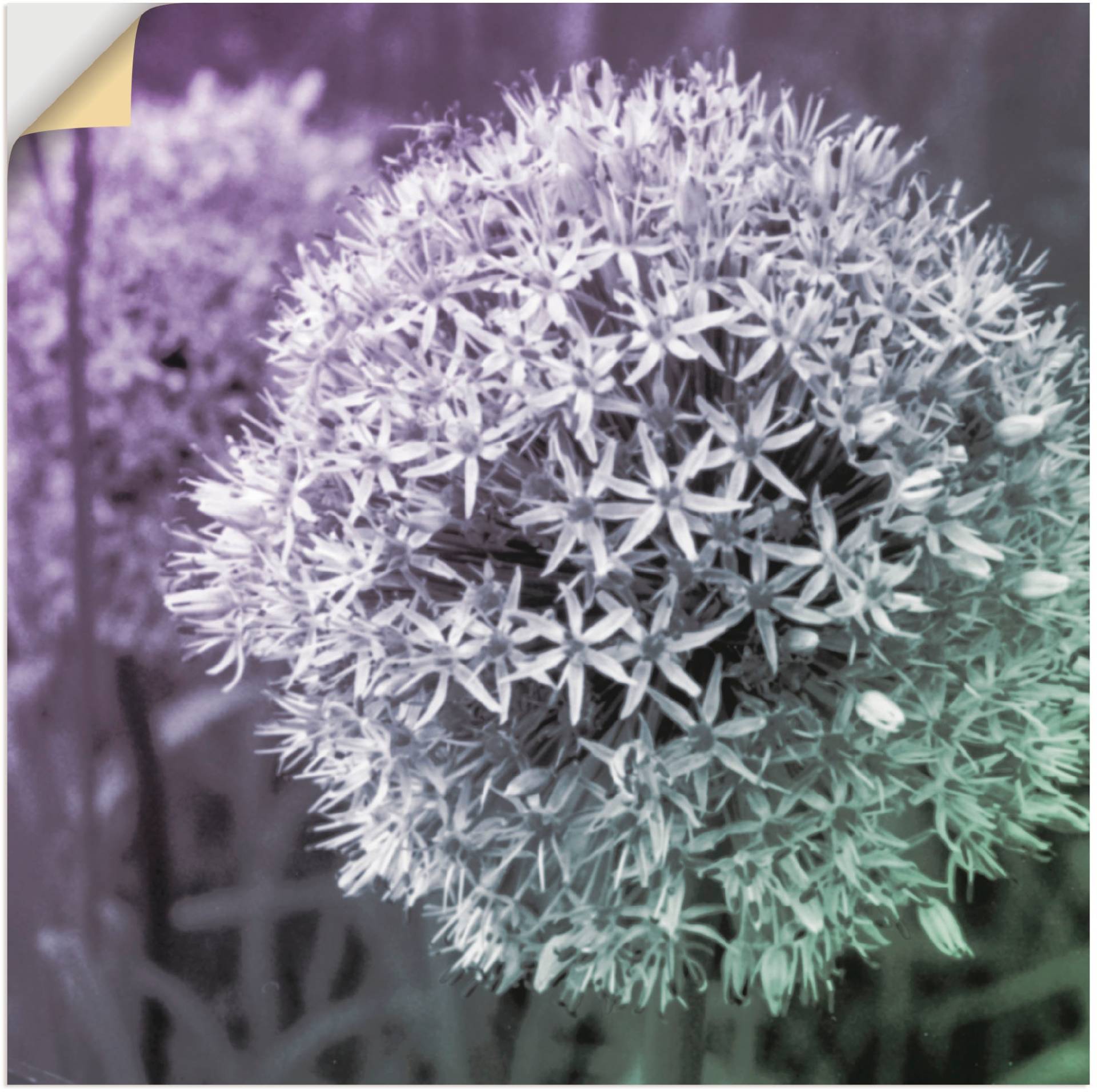 Artland Wandbild »Lila Sensation I«, Blumen, (1 St.), als Alubild, Outdoorbild, Leinwandbild, Poster, Wandaufkleber Artland Wandbild »Lila Sensation I«, Blumen, (1 St.), als Alubild, Outdoorbild, Leinwandbild, Poster, Wandaufkleber von Artland