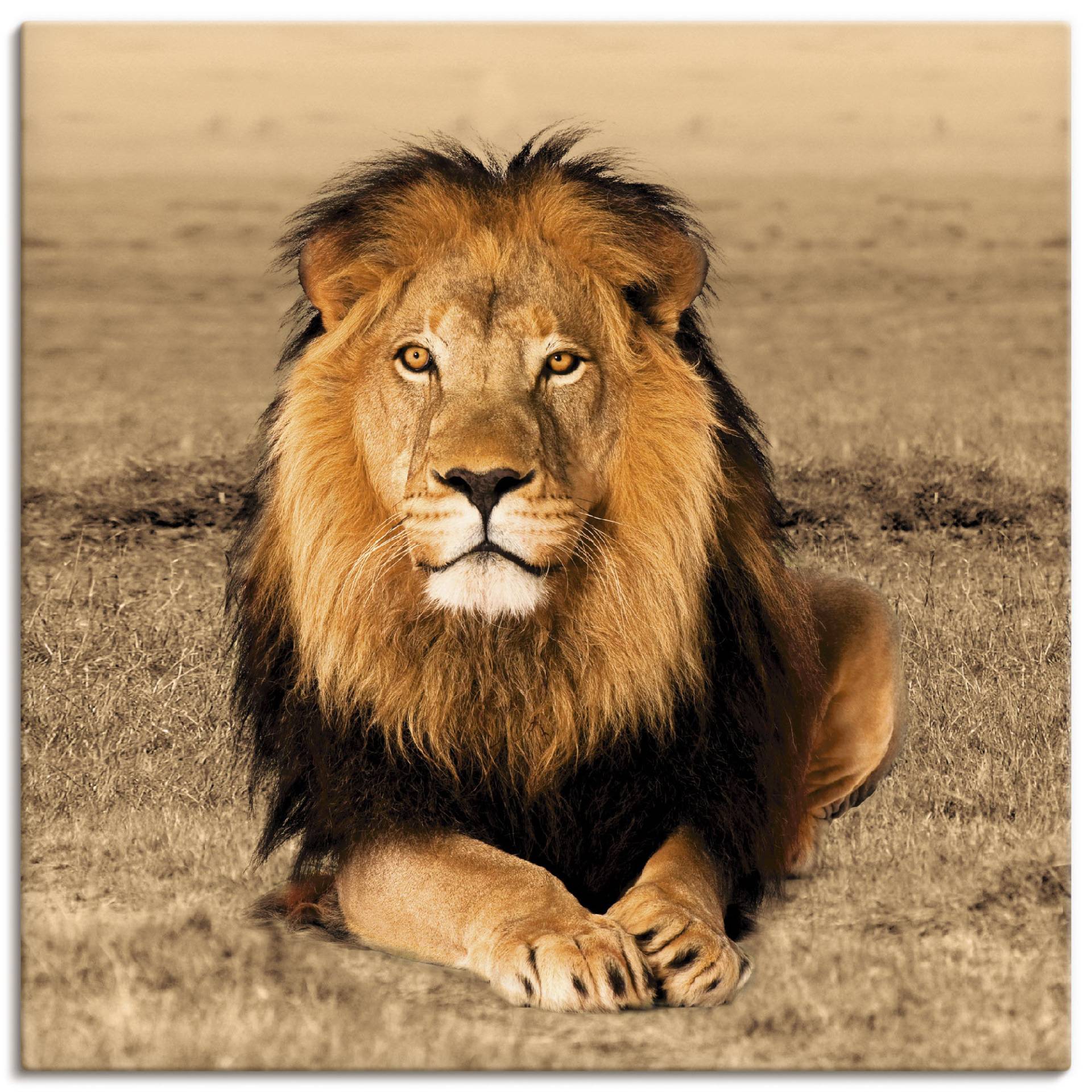 Artland Wandbild »Löwe«, Wildtiere, (1 St.), als Alubild, Outdoorbild, Leinwandbild, Poster, Wandaufkleber Artland Wandbild »Löwe«, Wildtiere, (1 St.), als Alubild, Outdoorbild, Leinwandbild, Poster, Wandaufkleber von Artland