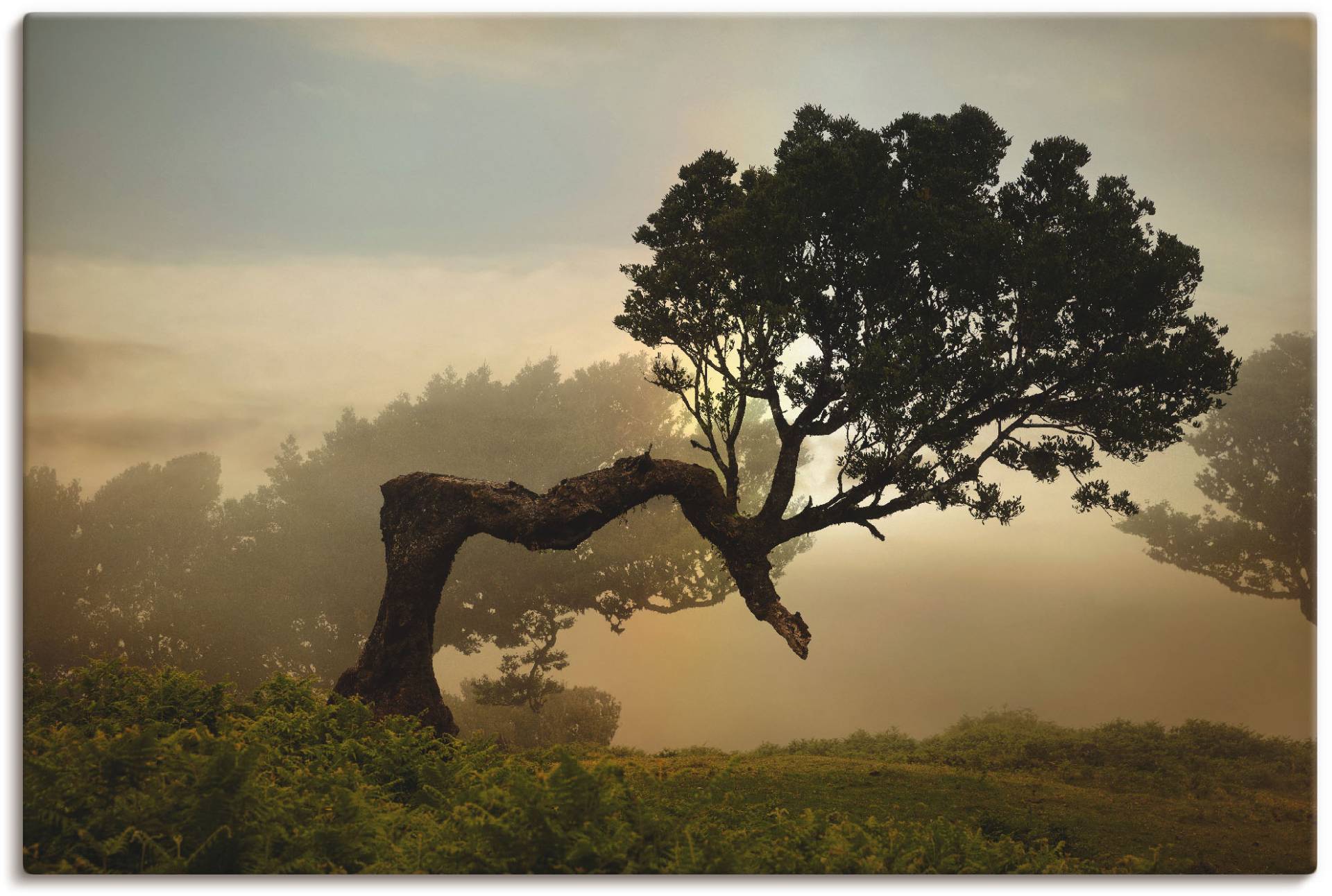 Artland Wandbild »Lorbeerbaum«, Bäume, (1 St.) von Artland