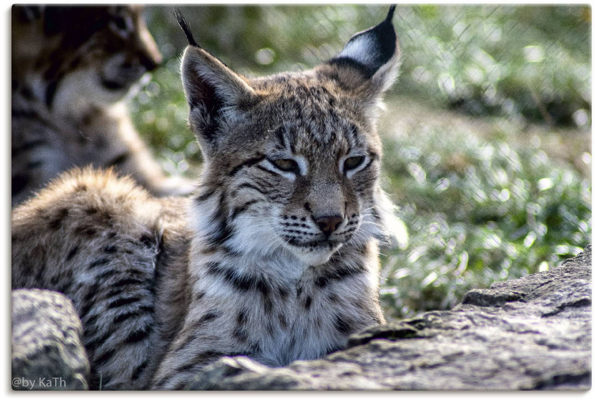 Artland Leinwandbild »Luchs«, Wildtiere, (1 St.), auf Keilrahmen gespannt von Artland