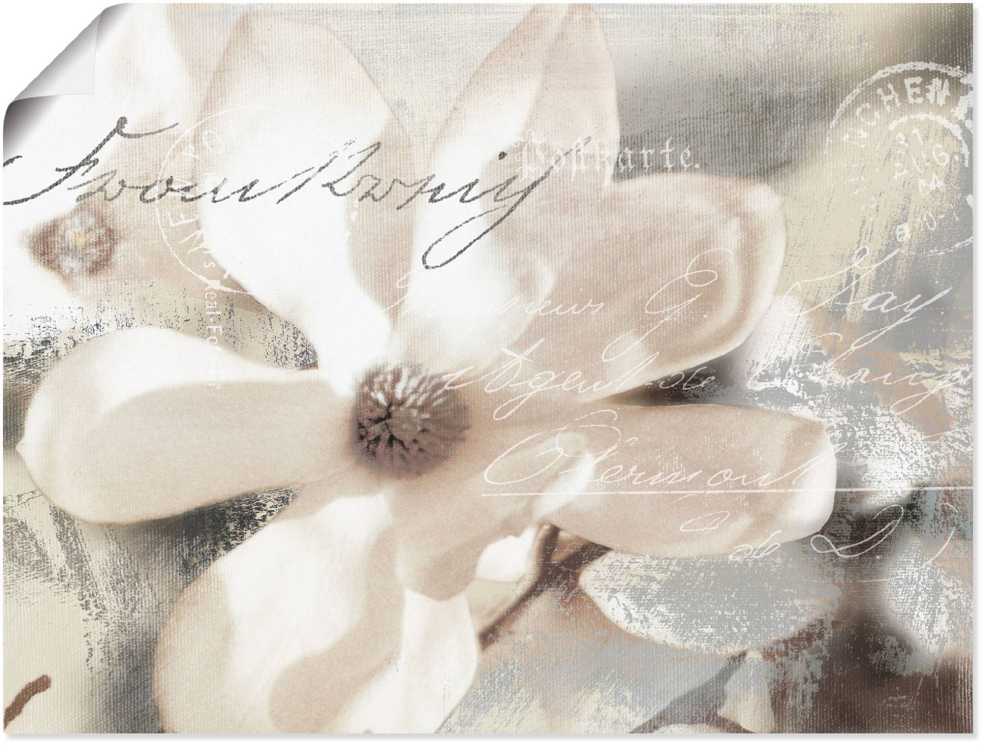 Artland Wandbild »Magnolie_Detail«, Blumenbilder, (1 St.) von Artland