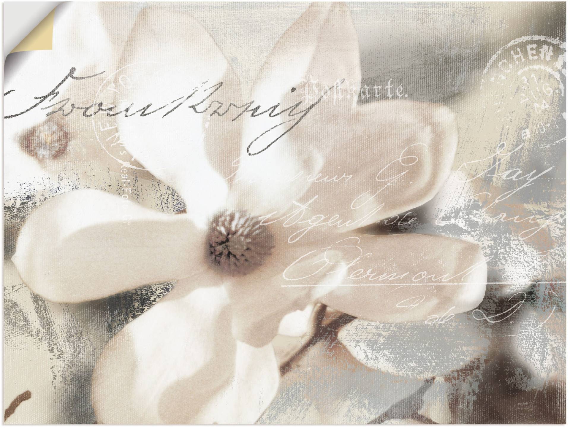 Artland Wandbild »Magnolie_Detail«, Blumenbilder, (1 St.), als Alubild, Outdoorbild, Leinwandbild, Poster, Wandaufkleber von Artland