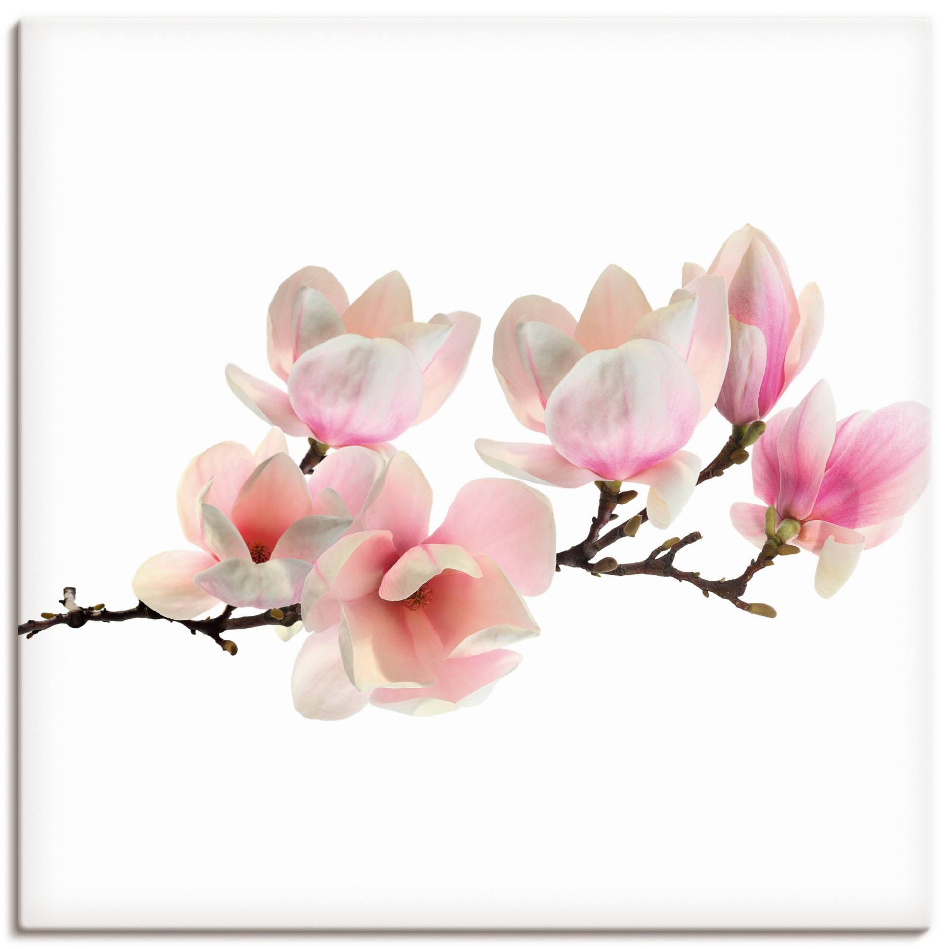 Artland Wandbild »Magnolie«, Blumen, (1 St.), als Leinwandbild, Poster, Wandaufkleber in verschied. Grössen Artland Wandbild »Magnolie«, Blumen, (1 St.), als Leinwandbild, Poster, Wandaufkleber in verschied. Grössen von Artland