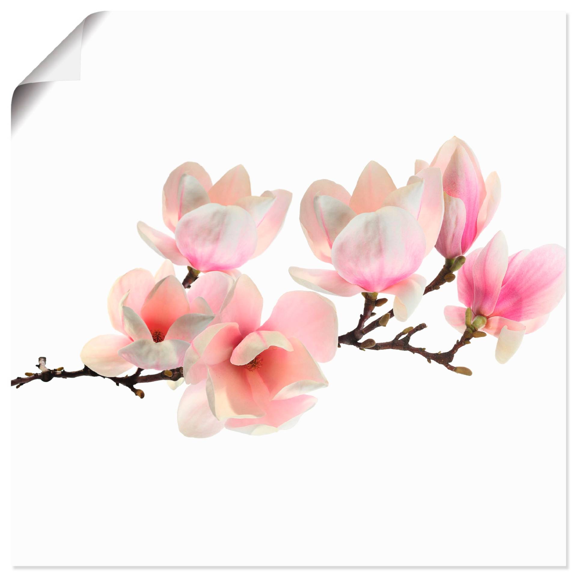 Artland Wandbild »Magnolie«, Blumen, (1 St.) von Artland