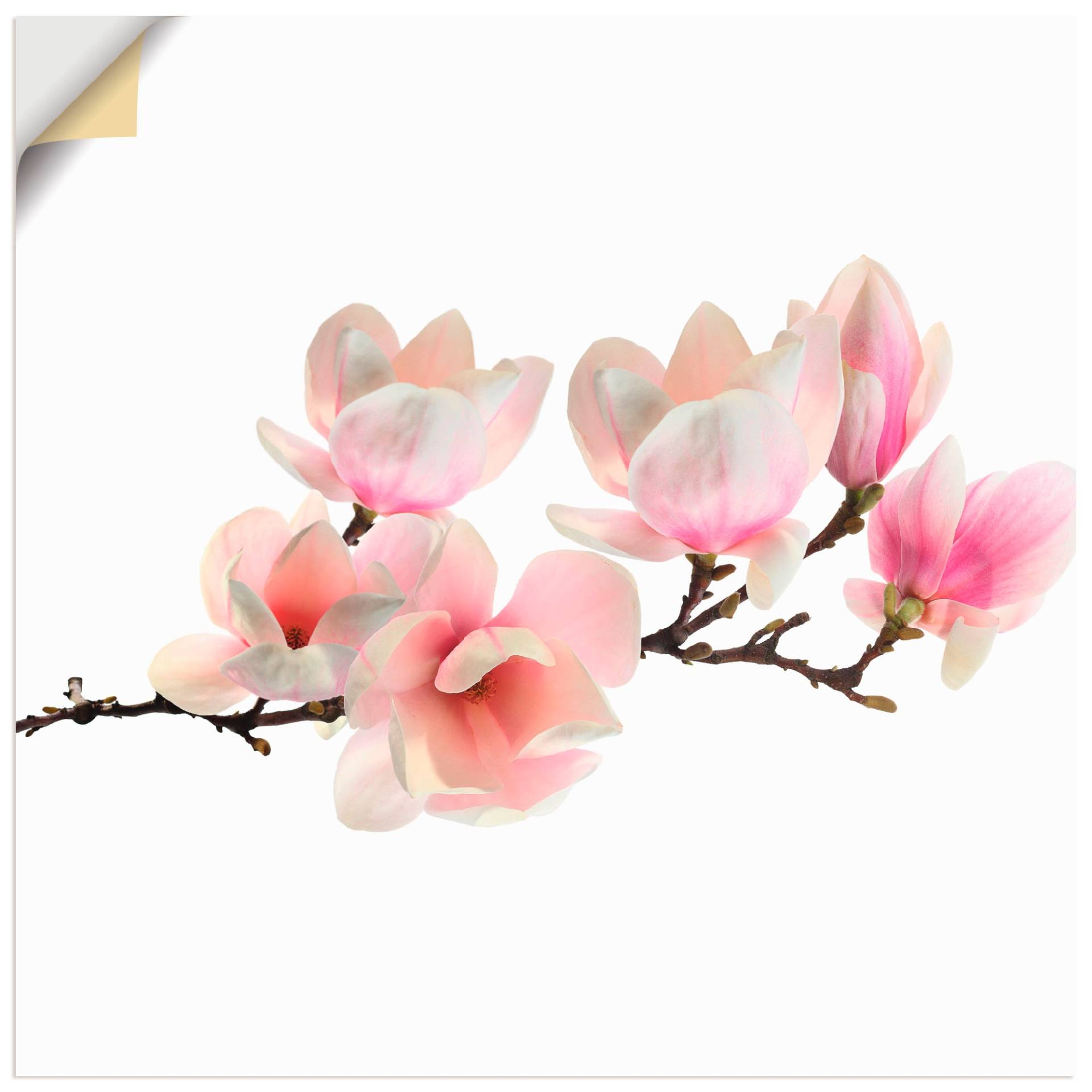 Artland Wandbild »Magnolie«, Blumen, (1 St.), als Leinwandbild, Poster, Wandaufkleber in verschied. Grössen Artland Wandbild »Magnolie«, Blumen, (1 St.), als Leinwandbild, Poster, Wandaufkleber in verschied. Grössen von Artland