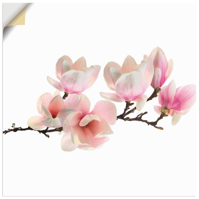 Artland Wandbild »Magnolie«, Blumen, (1 St.) von Artland