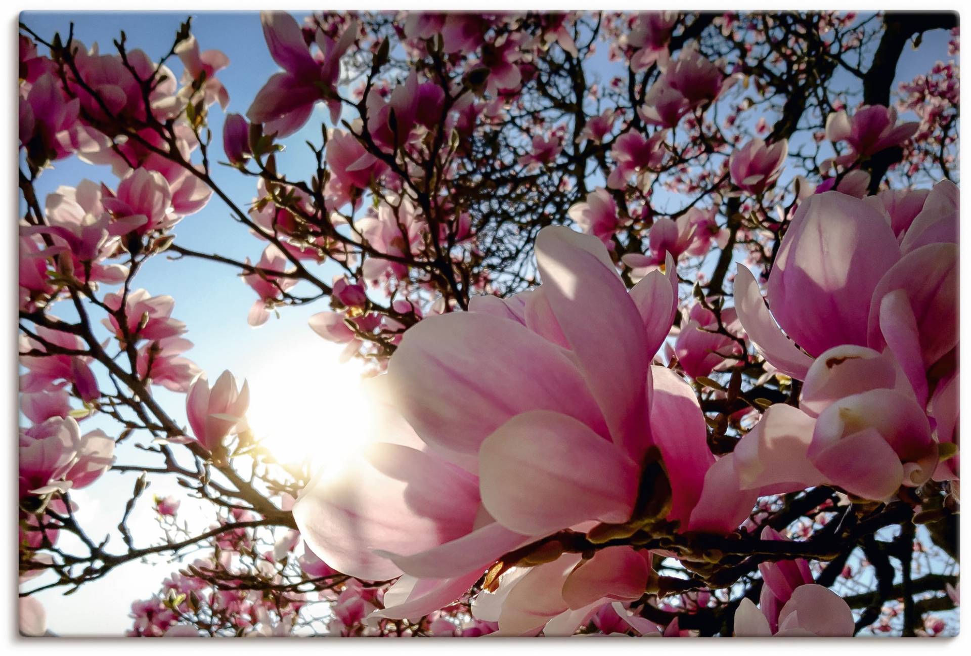 Artland Wandbild »Magnolienbaum im Sonnenschein«, Baumbilder, (1 St.) von Artland