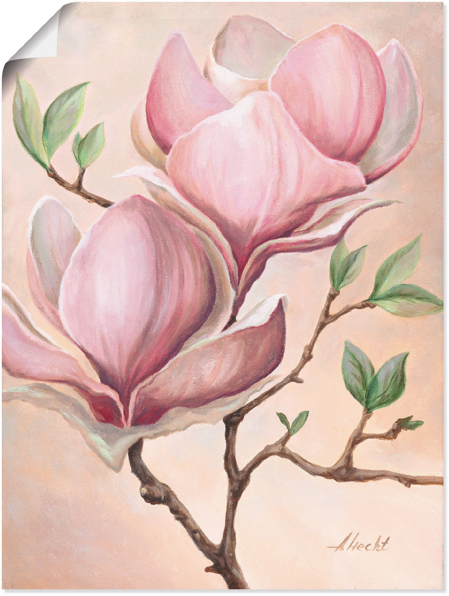 Artland Wandbild »Magnolienblüten«, Blumen, (1 St.), als Leinwandbild, Poster in verschied. Grössen Artland Wandbild »Magnolienblüten«, Blumen, (1 St.), als Leinwandbild, Poster in verschied. Grössen von Artland